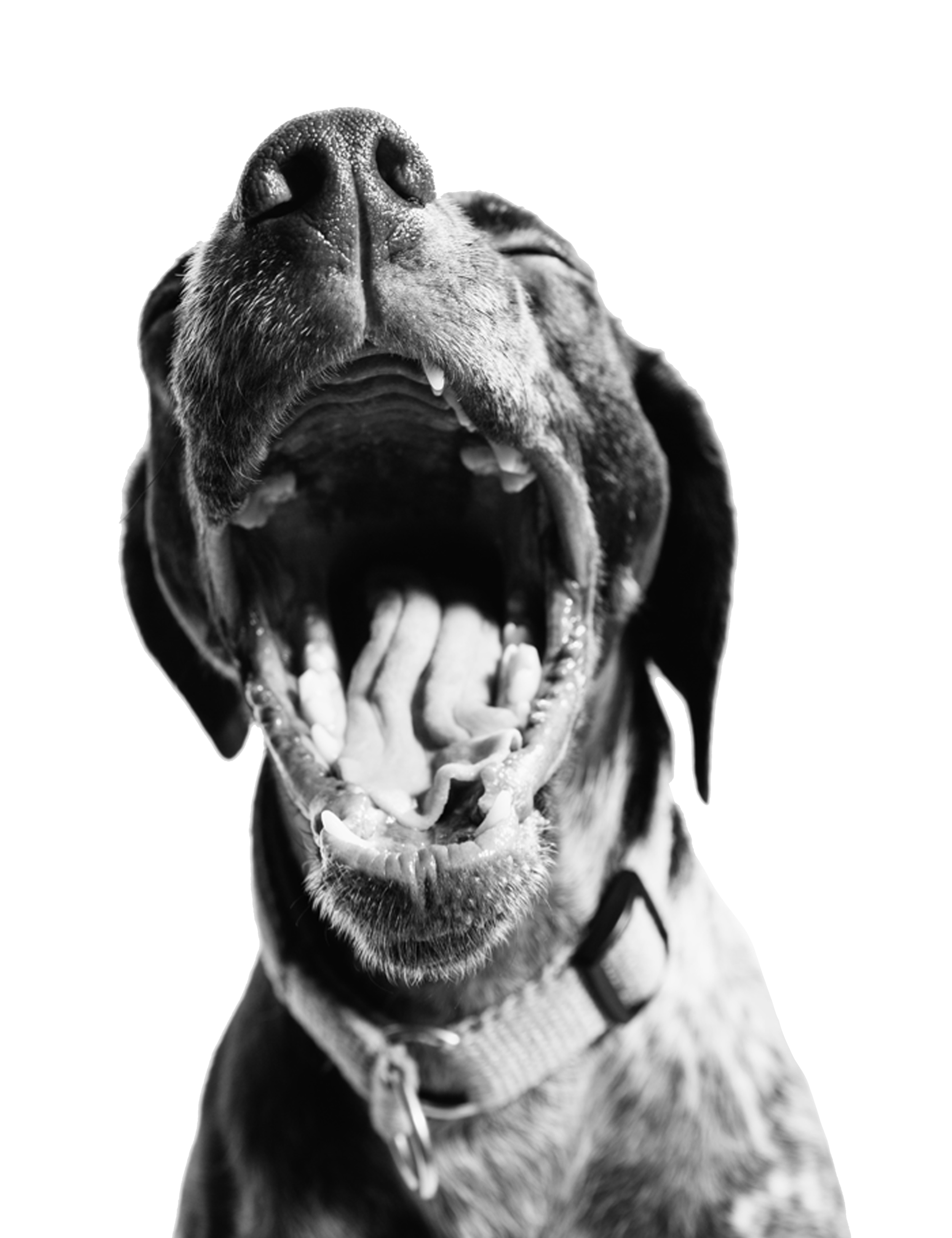 Black and white photo of a dog with its mouth open as if it is barking or yawning, showing its teeth and tongue.