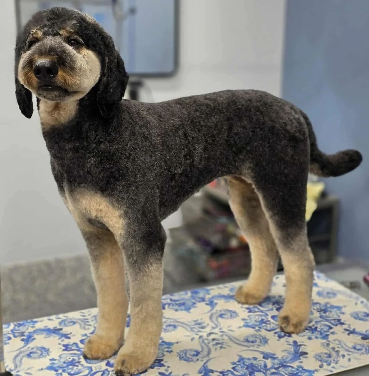 Dog Grooming in Airdrie Crossfield Calgary