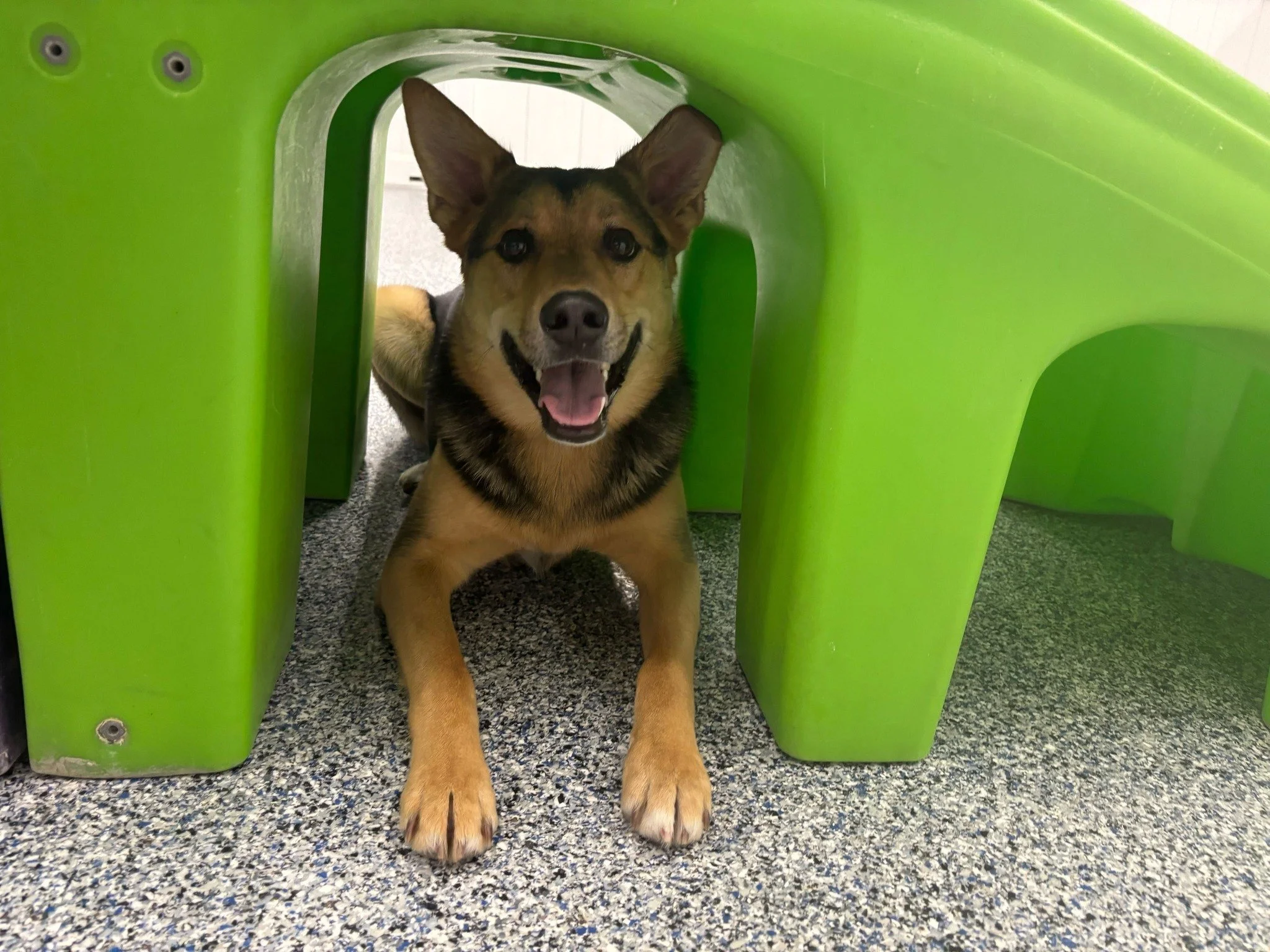 A brown and black dog with large ears, lying under a green plastic chair, looking directly at the camera with a happy expression.