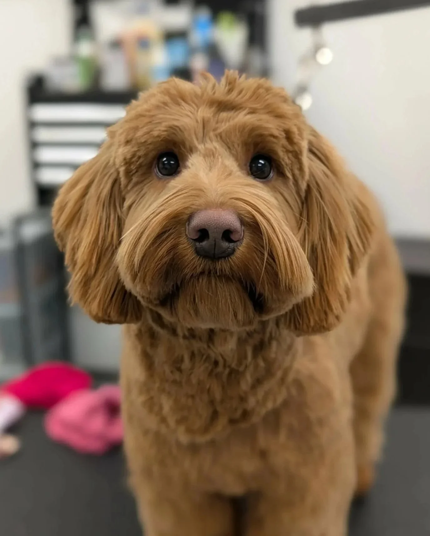 Close-up of a brown dog with dark eyes and a black nose, standing on a black surface with blurred background.