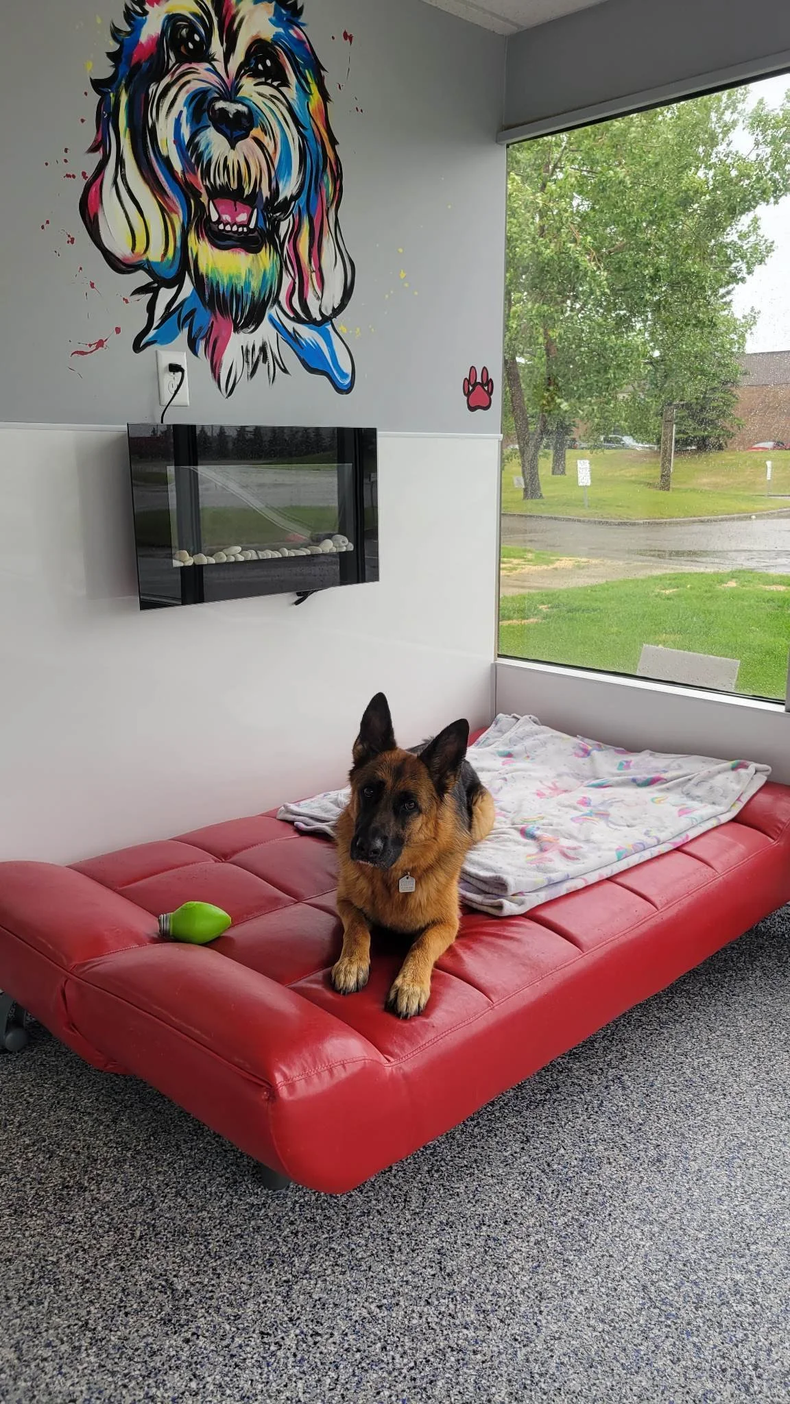 A German Shepherd dog lying on a red cushioned bench with a blanket on top, inside a room with a large window showing green trees outside. There is colorful dog artwork on the wall, including a large painted dog face and a small paw print sticker.