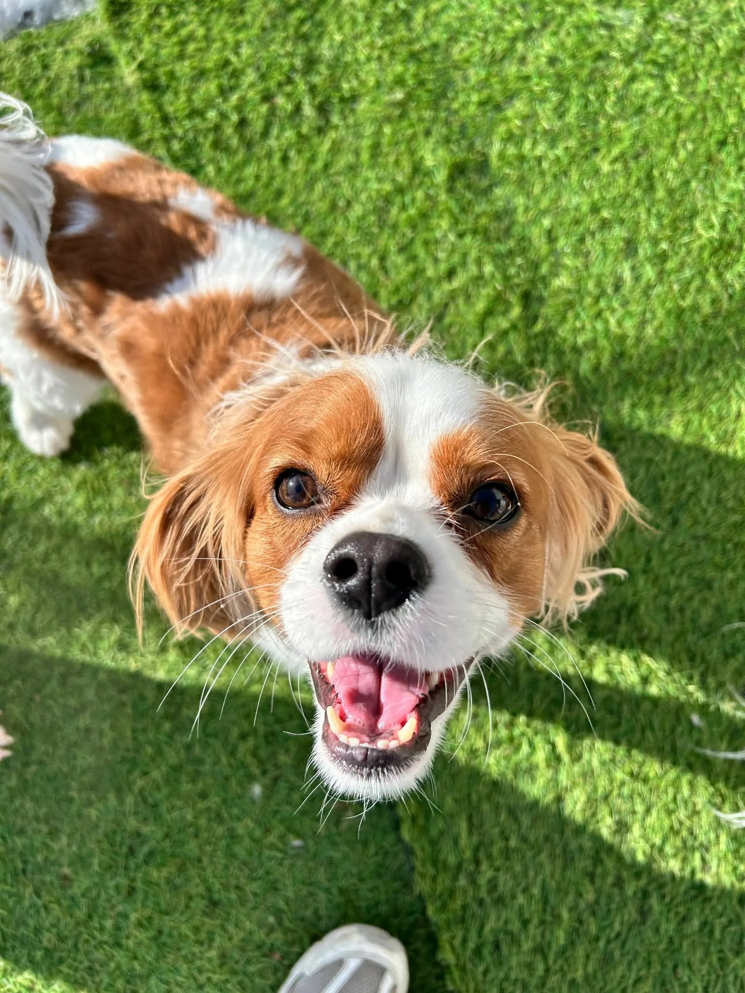 Close-up of a happy, smiling dog with a white and brown coat, standing on green grass, looking up at the camera.
