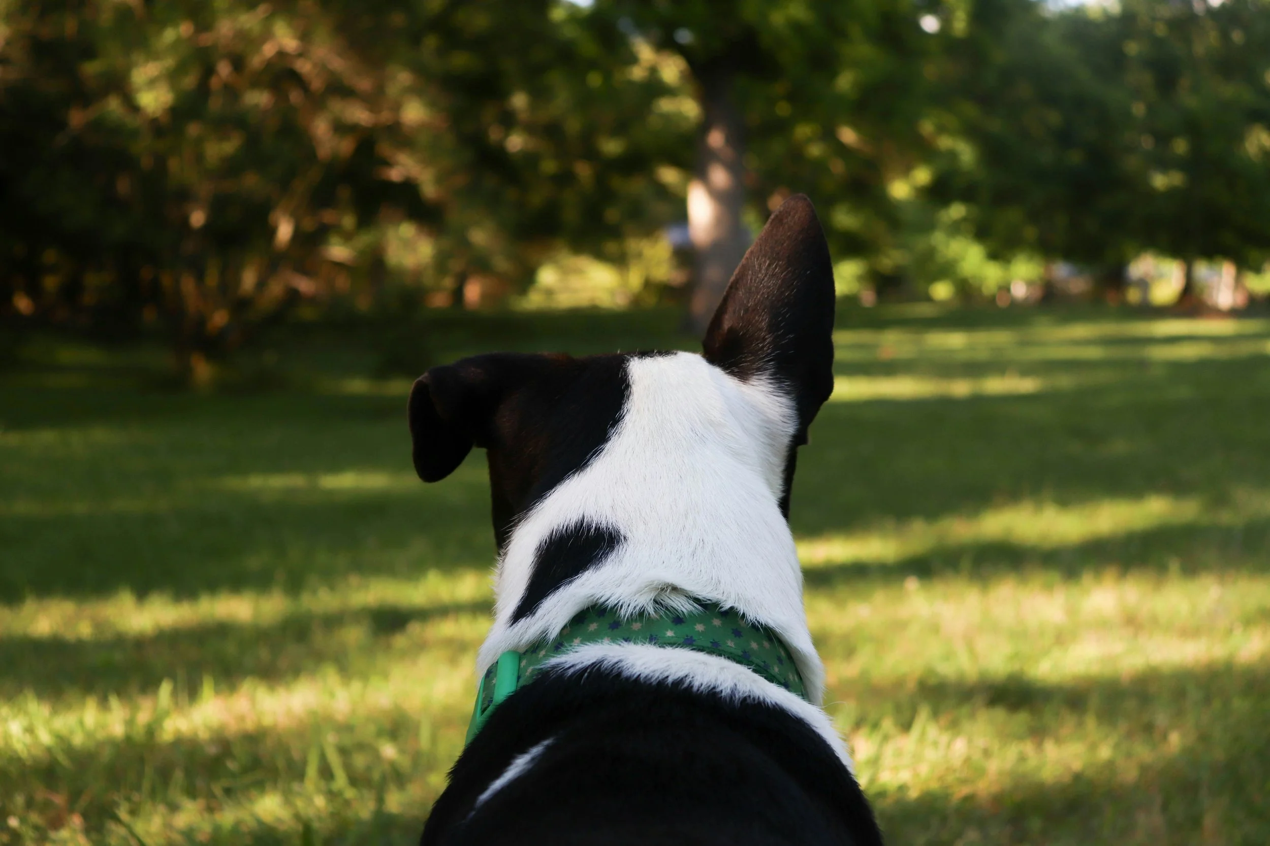 Back of a black and white dog sitting in a park, facing away, with a green collar and a background of trees and grass.