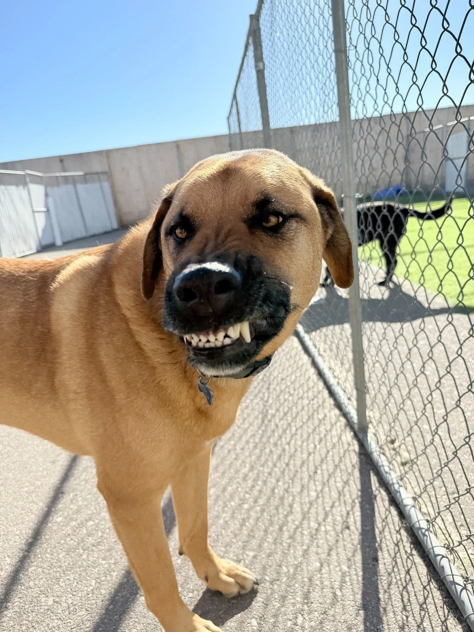 A close-up of a tan dog with black facial markings and a big smile, standing outdoors near a chain-link fence under a clear blue sky.