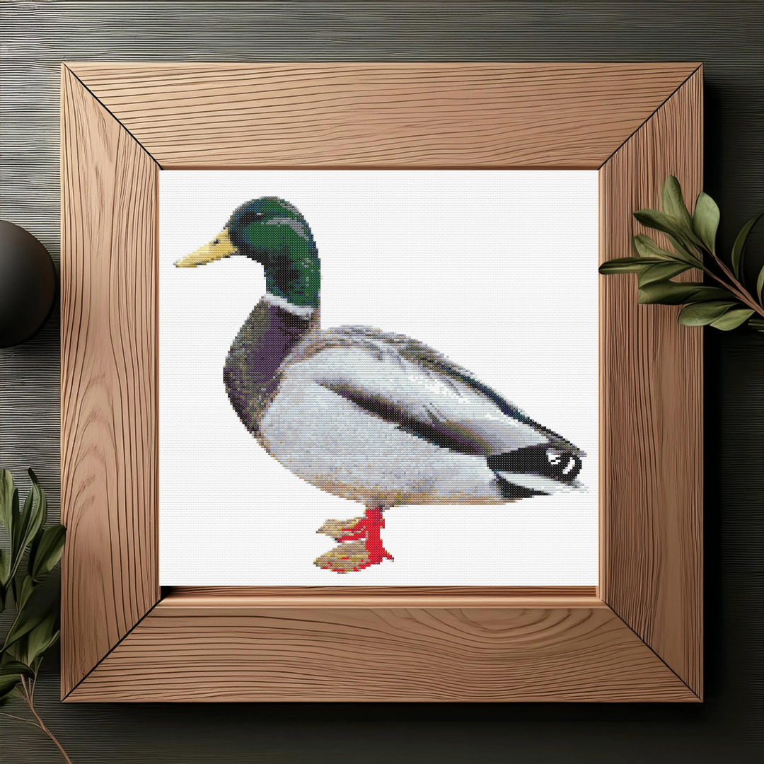 Mallard in frame.png