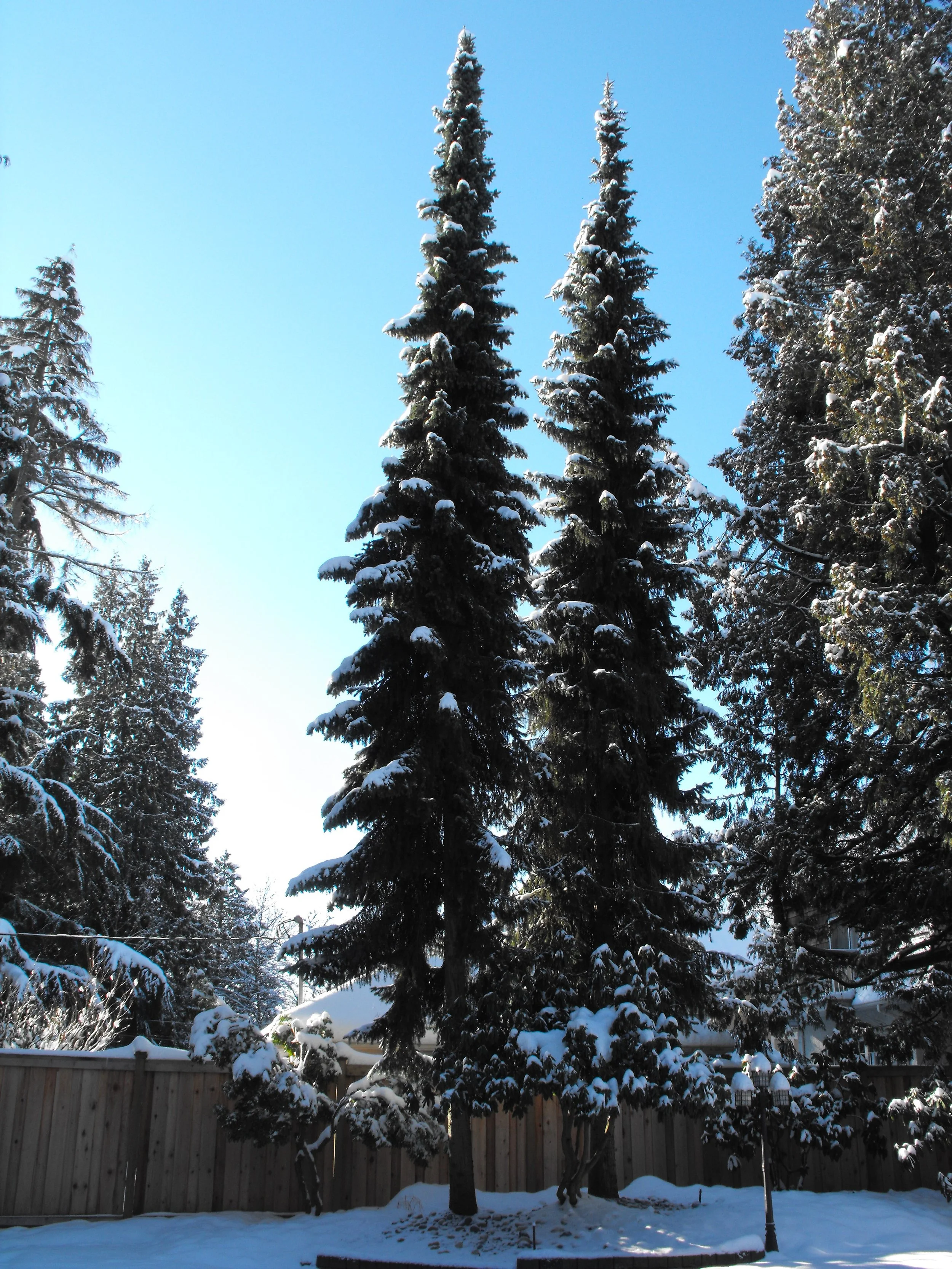 Serbian Spruce - (Picea omorika)