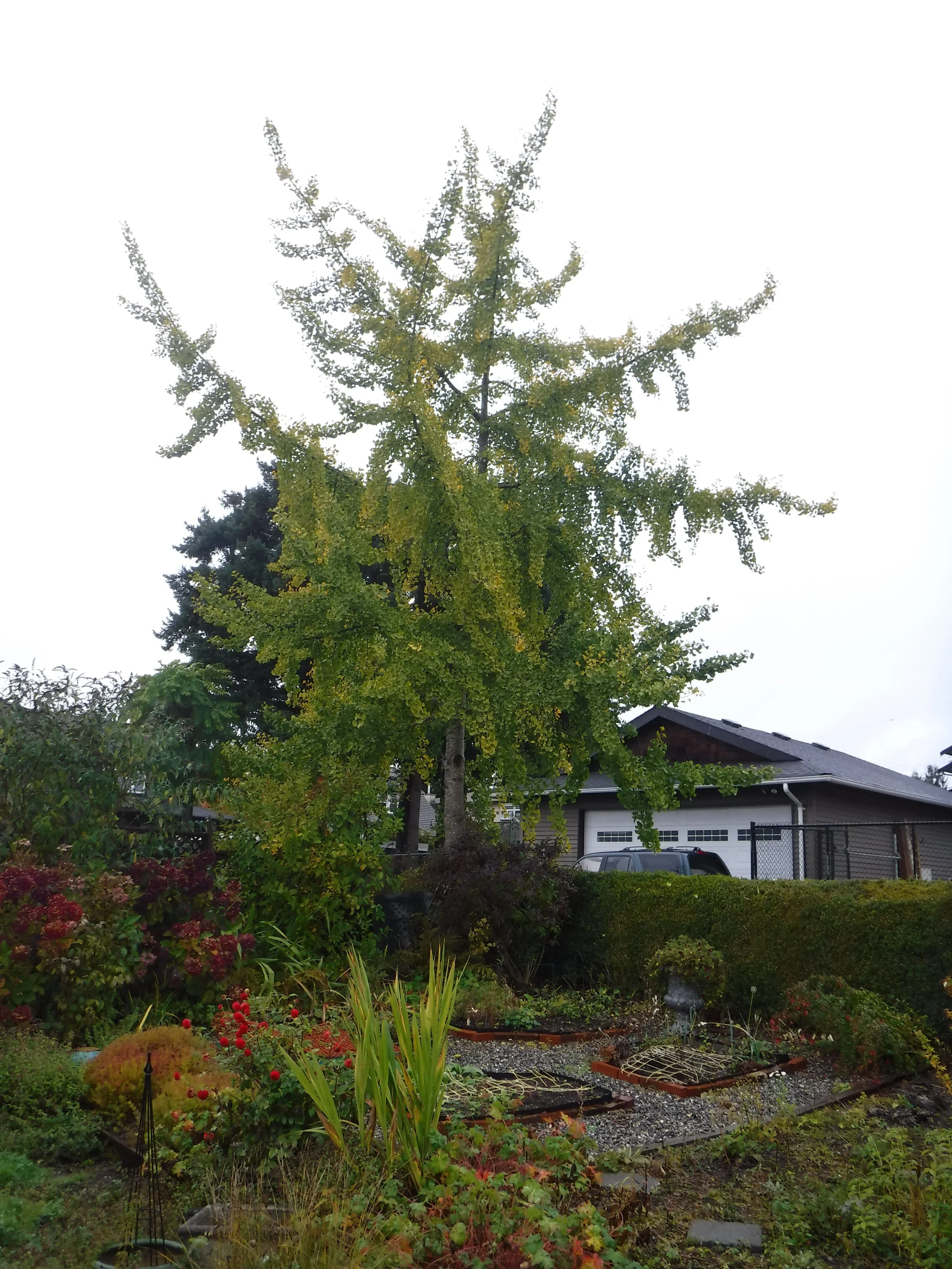 Gingko - (Gingko biloba