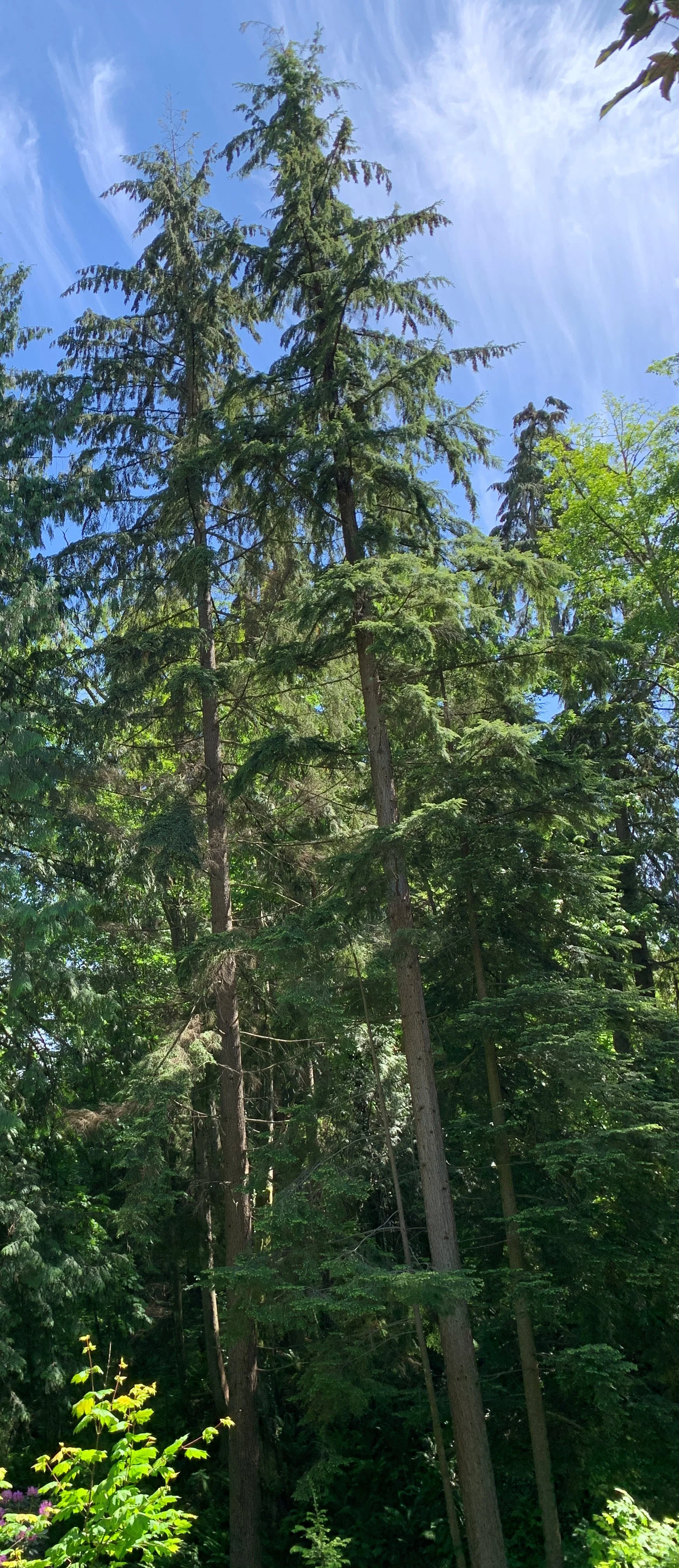 Western Hemlock - Tsuga heterophylla