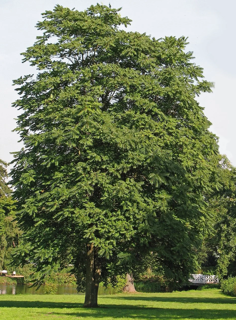 Tree of Heaven - Ailanthus altissima