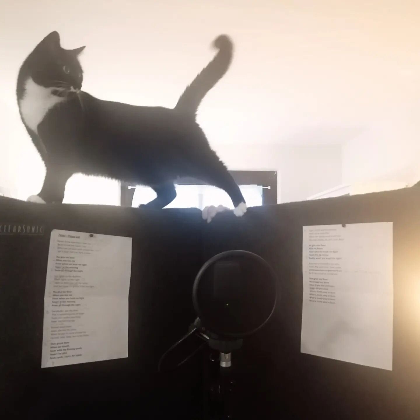 Special guest at our recording session today 🥰🎶

Our version of &quot;Fever&quot; is in the making - stay tuned 😊🎧

#recording #fever #singing #music #jazz #music #cat #specialguest #art #professional #life #musician #duet #joy #passion #friendsh
