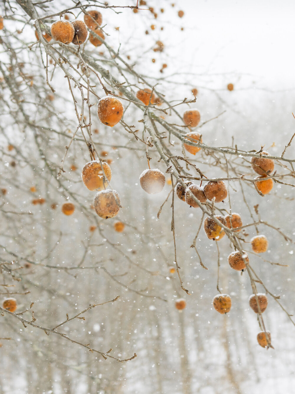 FrozenApples(Hanging).jpg