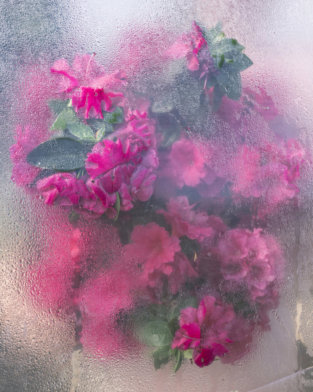 Azaleas(Pressing).jpg