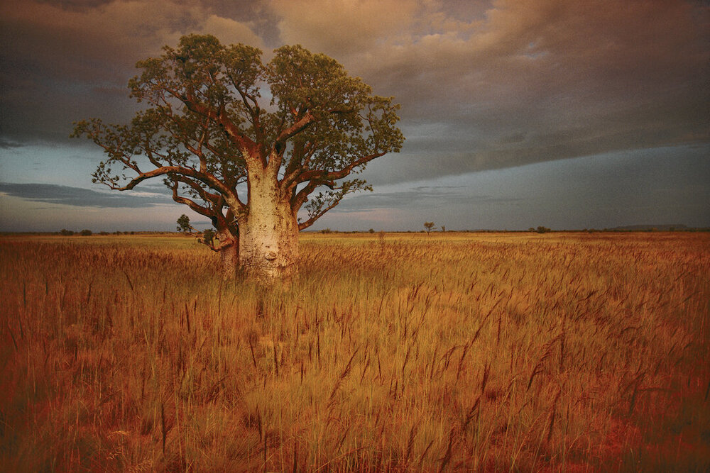  A boab tree stands solitary in the bush near Wyndham. 