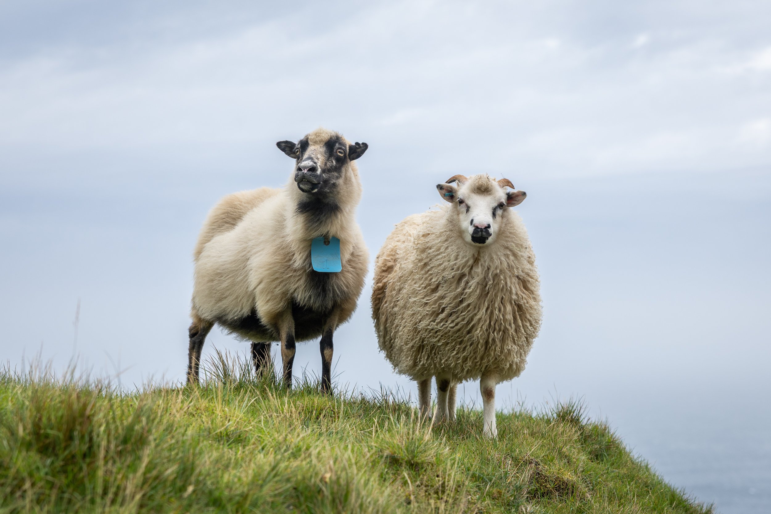 Faroe Islands 025.jpg