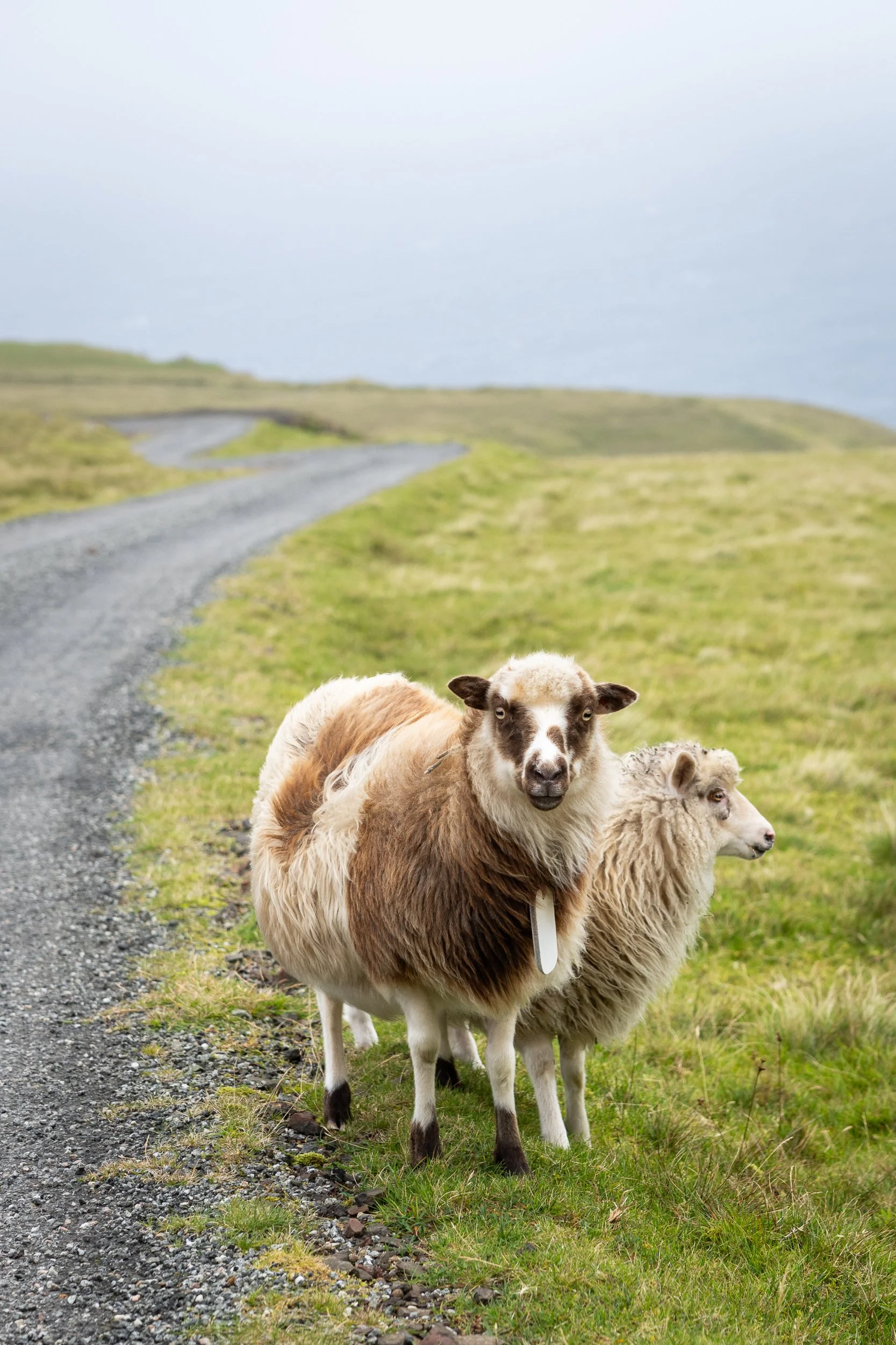 Faroe Islands 026.jpg