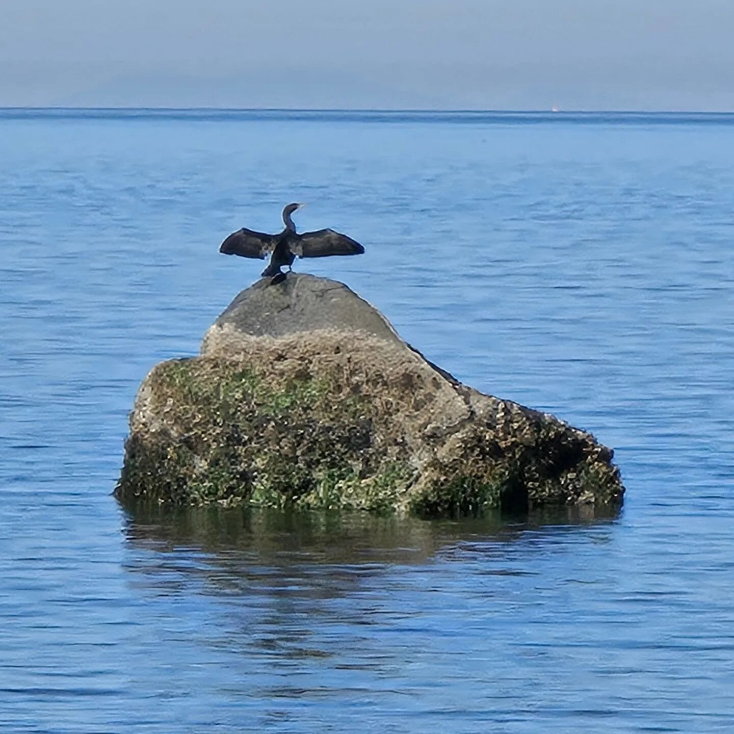 Cormorant communing with the sea, the light, the sky