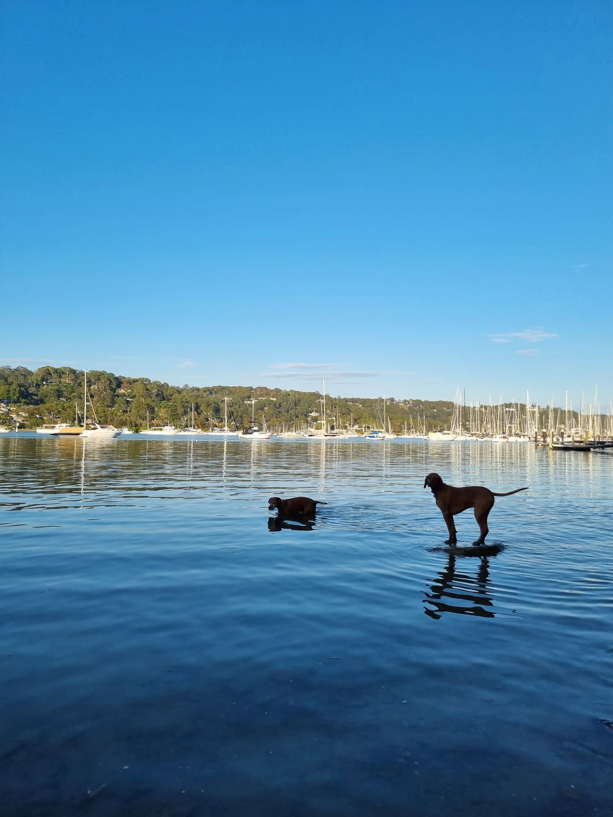 Two of the Britt White Studio Vizsla in their other home of Sydney's Northern Beaches