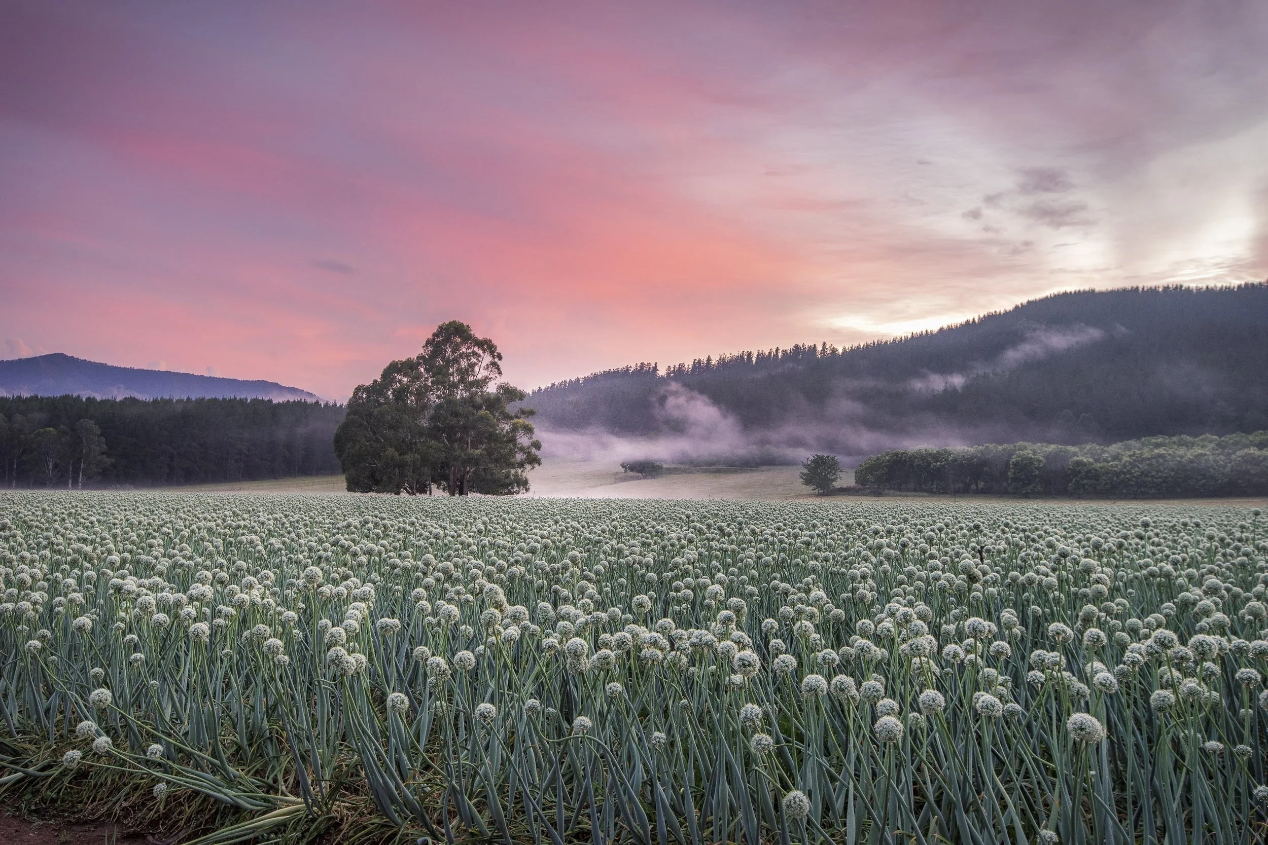 Brendan Holland Photography