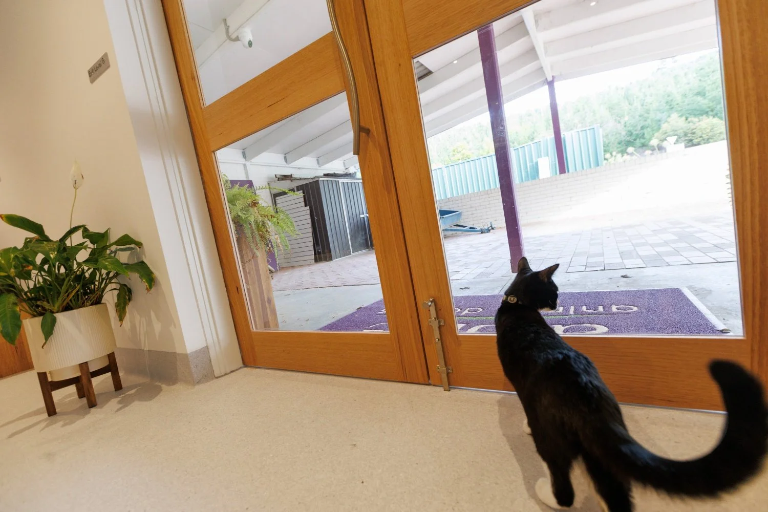 A black cat at the new entrance doors of Alpine Animal Doctors, Porepunkah