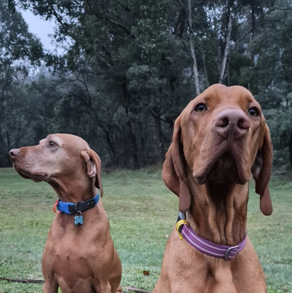 Hudson and Aksel, two Hungarian Vizslas and proud members of the Britt White Studio team.