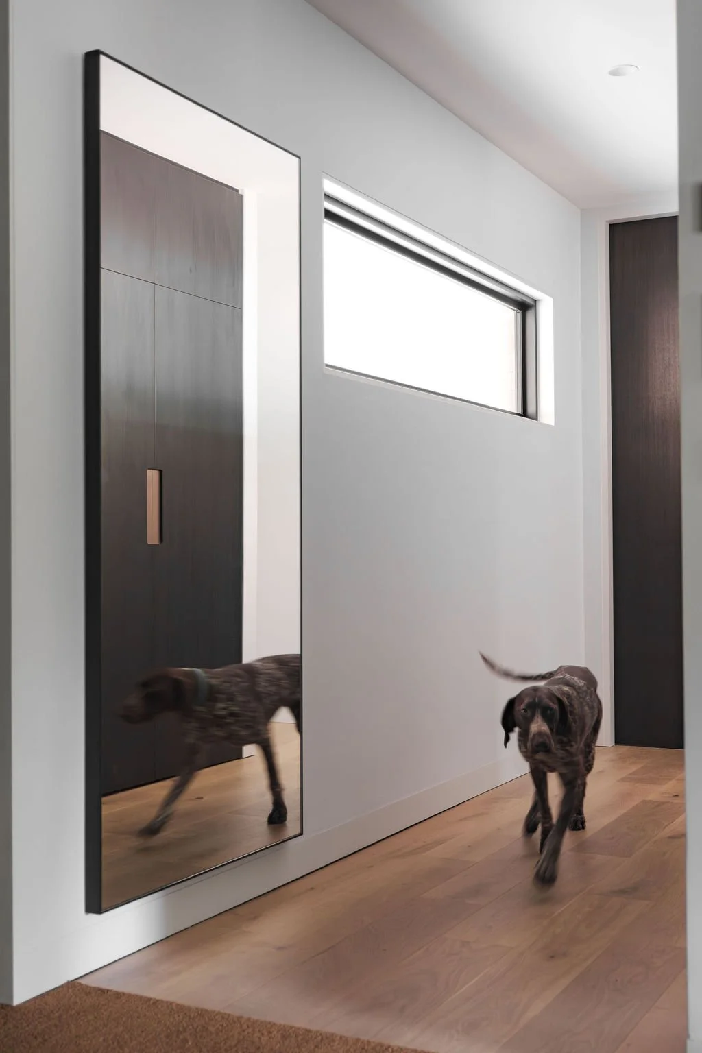 Hera enjoys the openess of the new hallway that leads to the private spaces of the house.