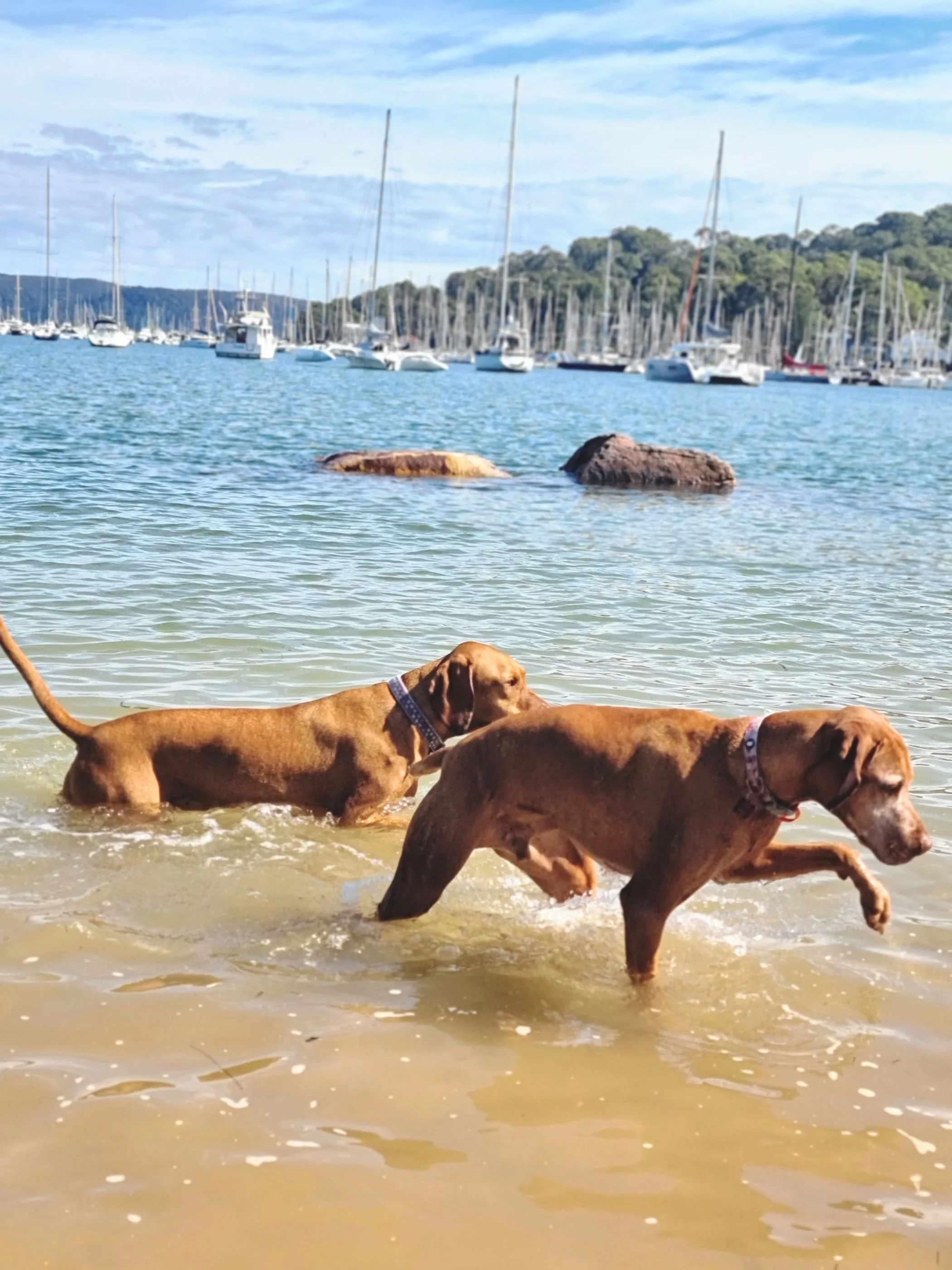 Woody and Huddo, tow of the Britt White Studio Hungarian Vizslas, are just as comfortable in the oceans and bays of Sydney, as they are in the snow of the High Country.