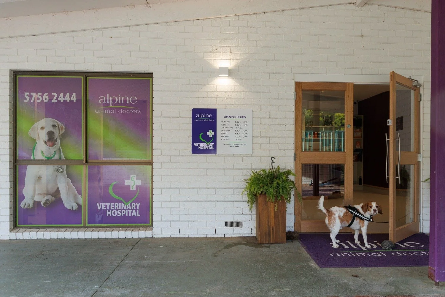 A dog at the exterior entrance of Alpine Animal Doctors,  Porepunkah, new doors at entry with reception beyond