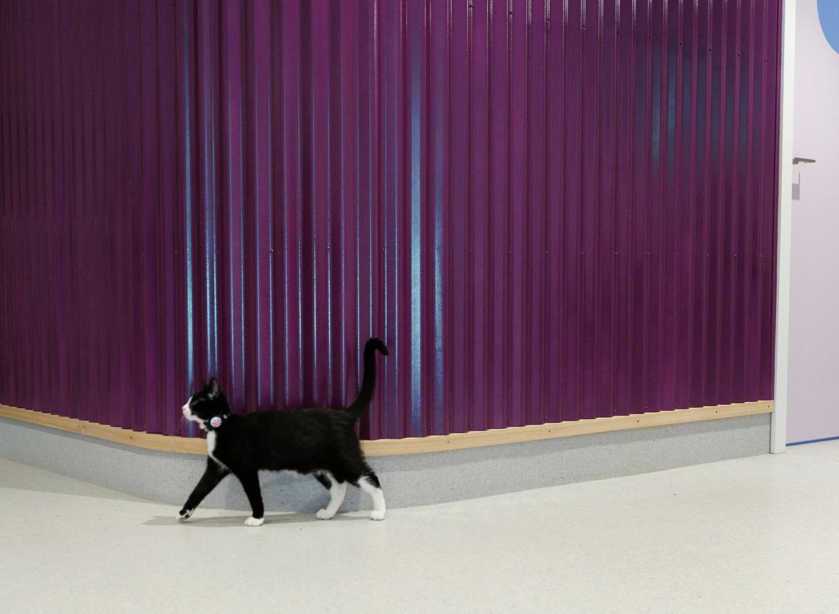 A feline patient inspects the waiting room and reception desk at Alpine Animal Doctors
