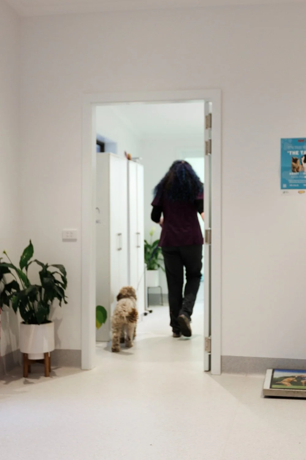 A vet leads a dog patient to radiology past custom cabinetry
