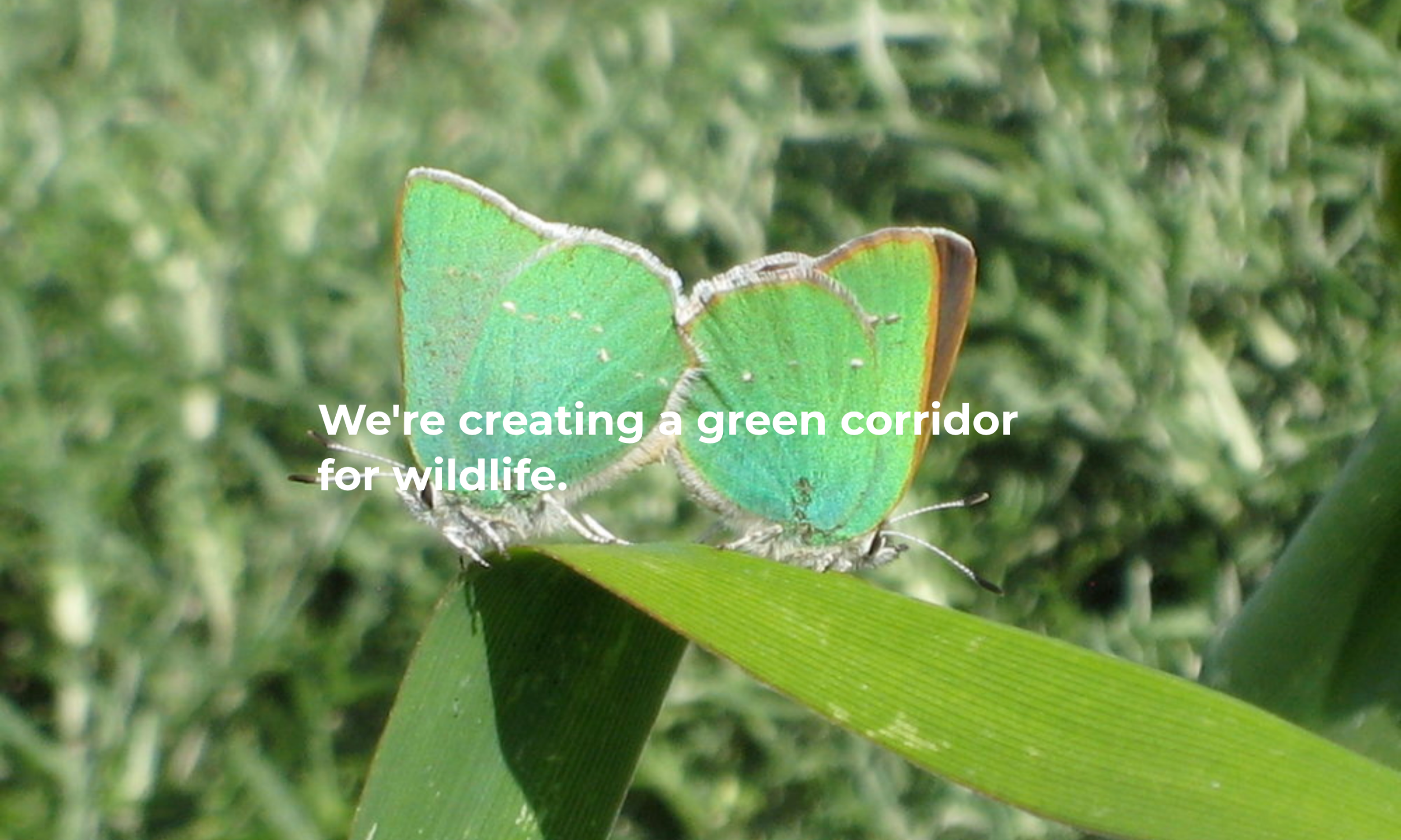   Desktop  :  Nature in the City leads hyper local environmental action, including protecting a network of public and backyard habitats for wildlife such as the native Green Hairstreak butterfly.