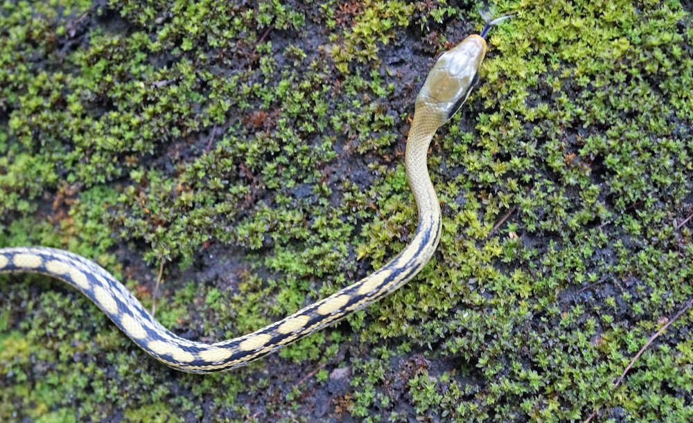 Image no. 33 | Non Poisonous Beauty Snake