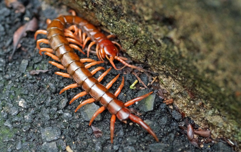 Image no. 36 | Giant Centipede - avoid