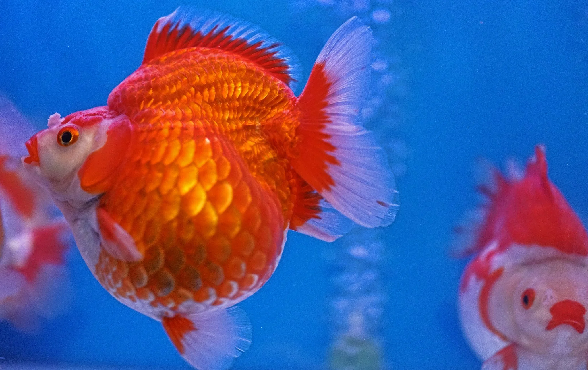 The Goldfish Market Hong Kong - How To Get To Guide