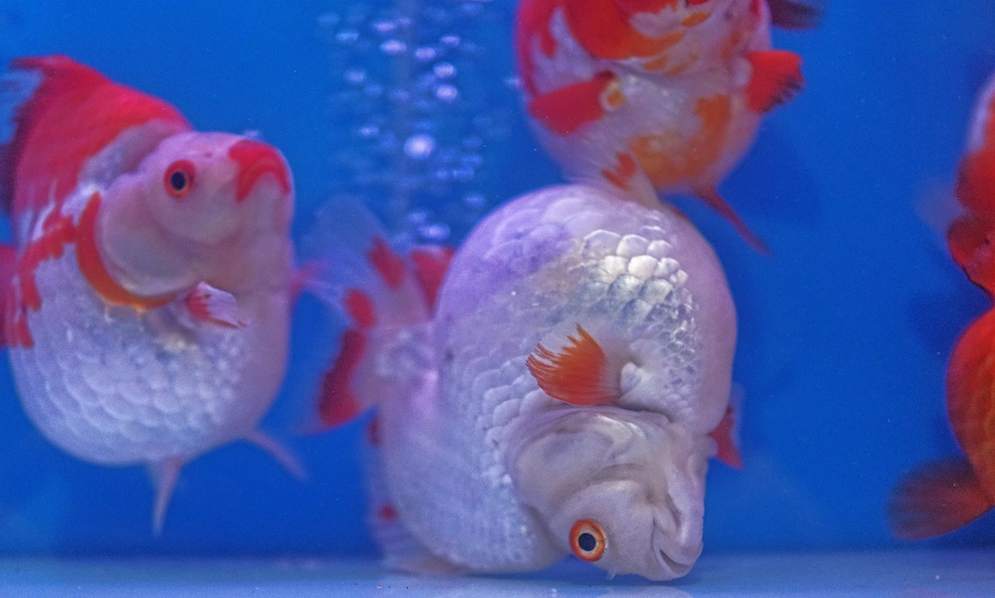 The Goldfish Market Hong Kong - How To Get To Guide — J3 Consultants ...