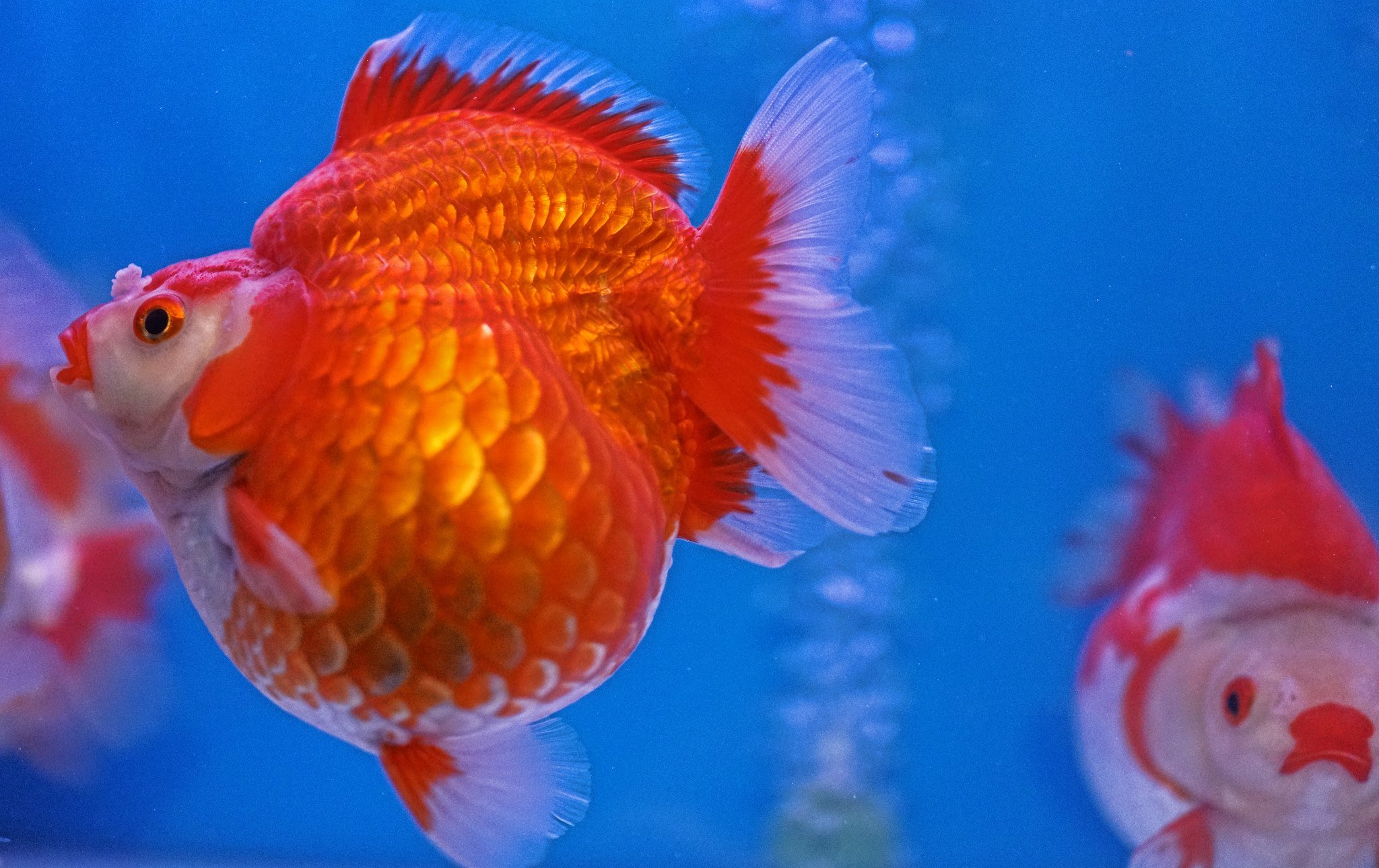 The Goldfish Market Hong Kong - How To Get To Guide — J3 Consultants ...