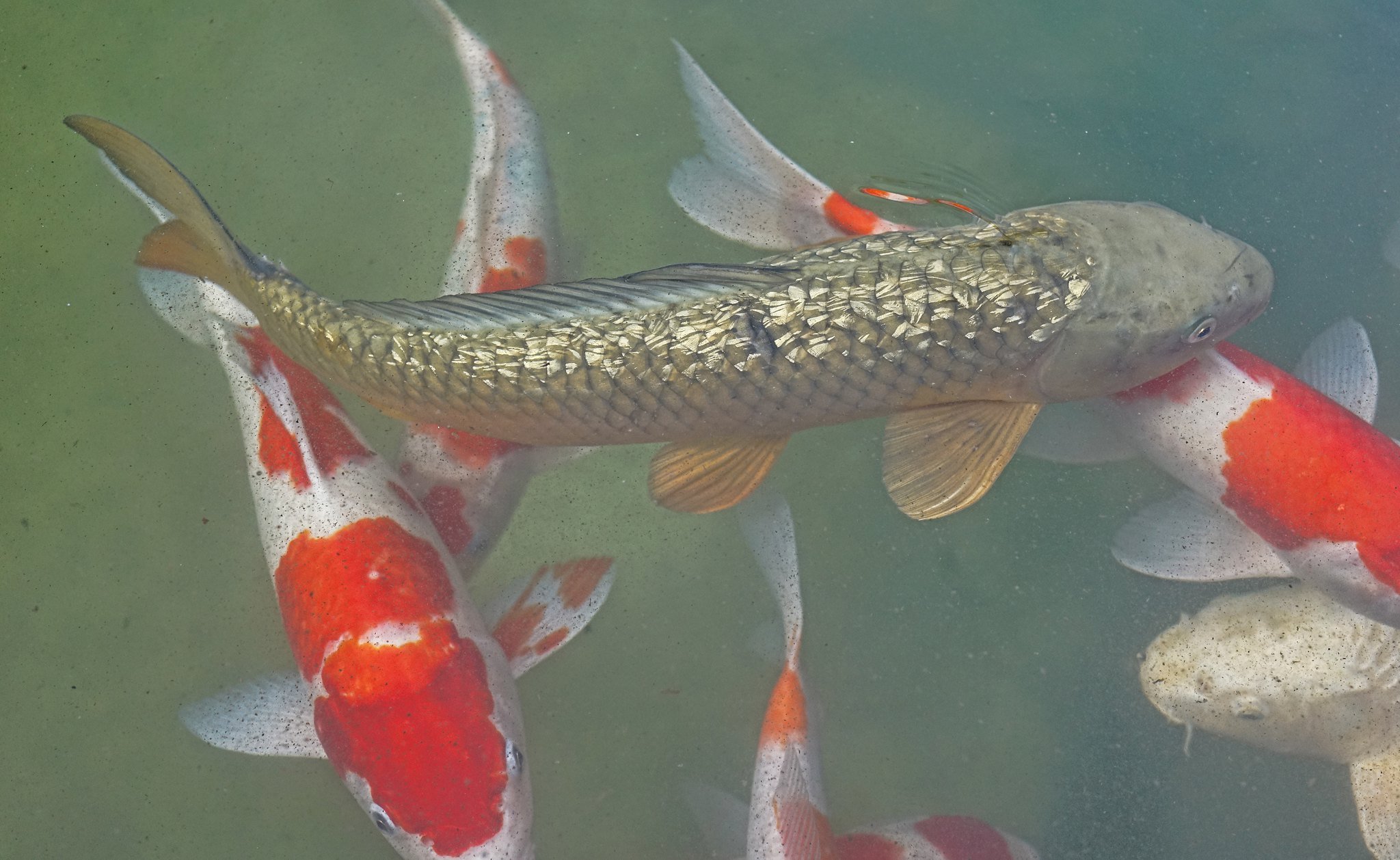 On Golden Pond - Amazing Koi varieties in Hong Kong Temples