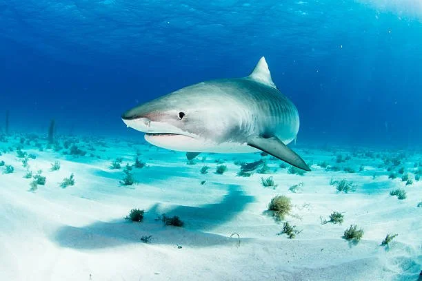 Tiger Sharks Hong Kong - you’re going to need a bigger boat