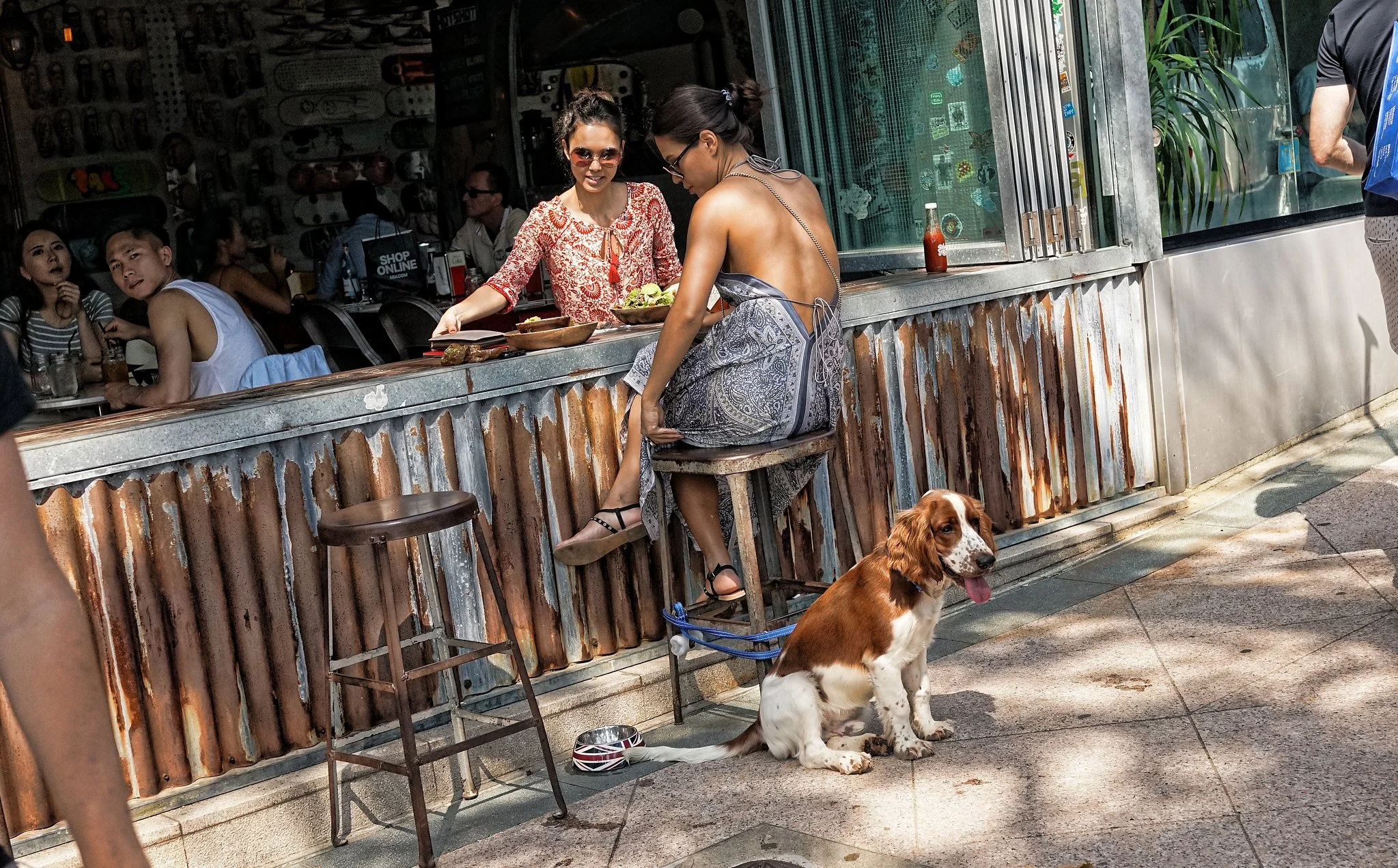 Dogs in Hong Kong - Explosion in Numbers, Popular Breeds