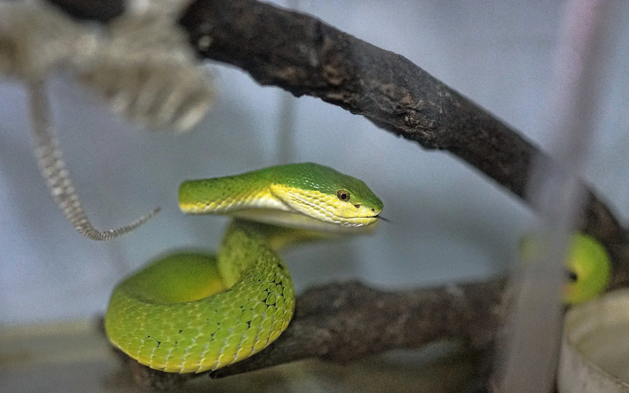 Hong Kong Snakes Visitors Never Expect And Will Probably Never Encounter