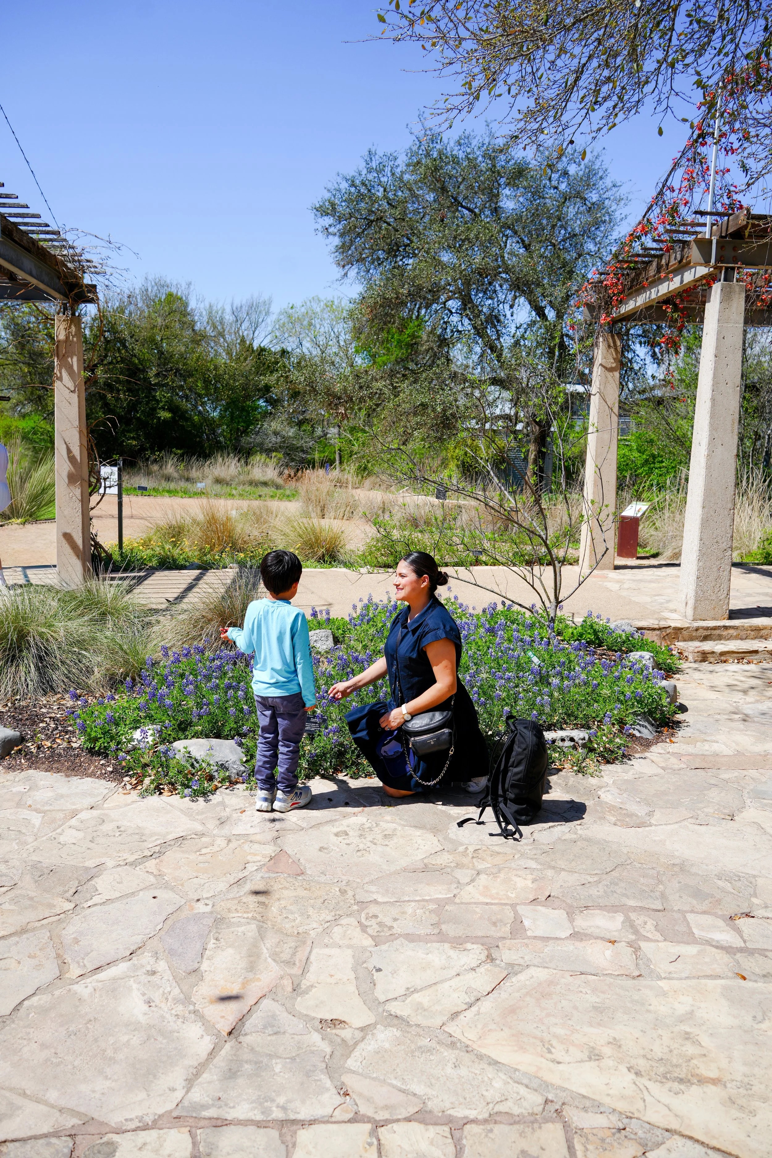 lady bird wild fllower.JPG