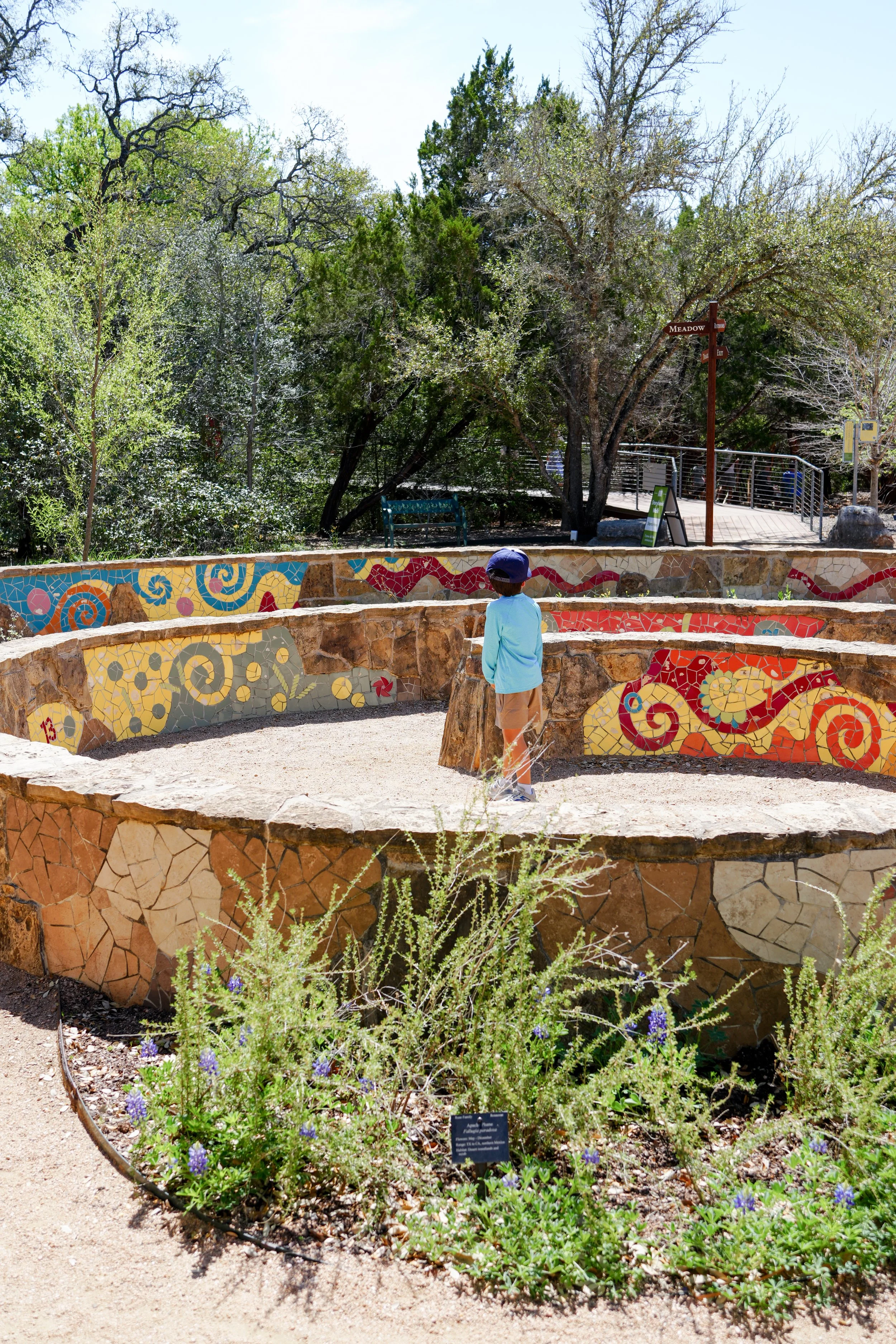 lady bird wildflower center.JPG