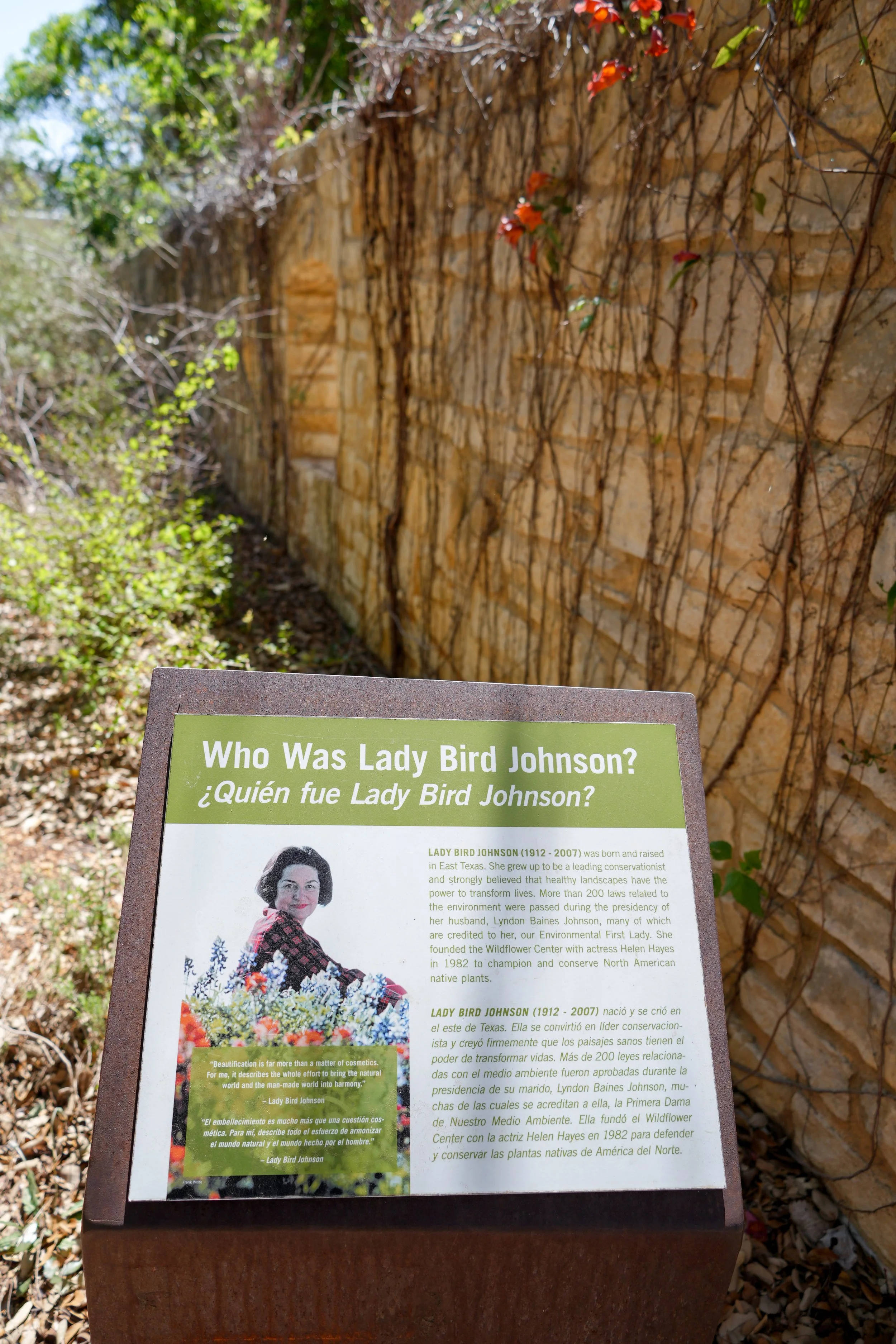 lady birrd wildflower austin tx.JPG