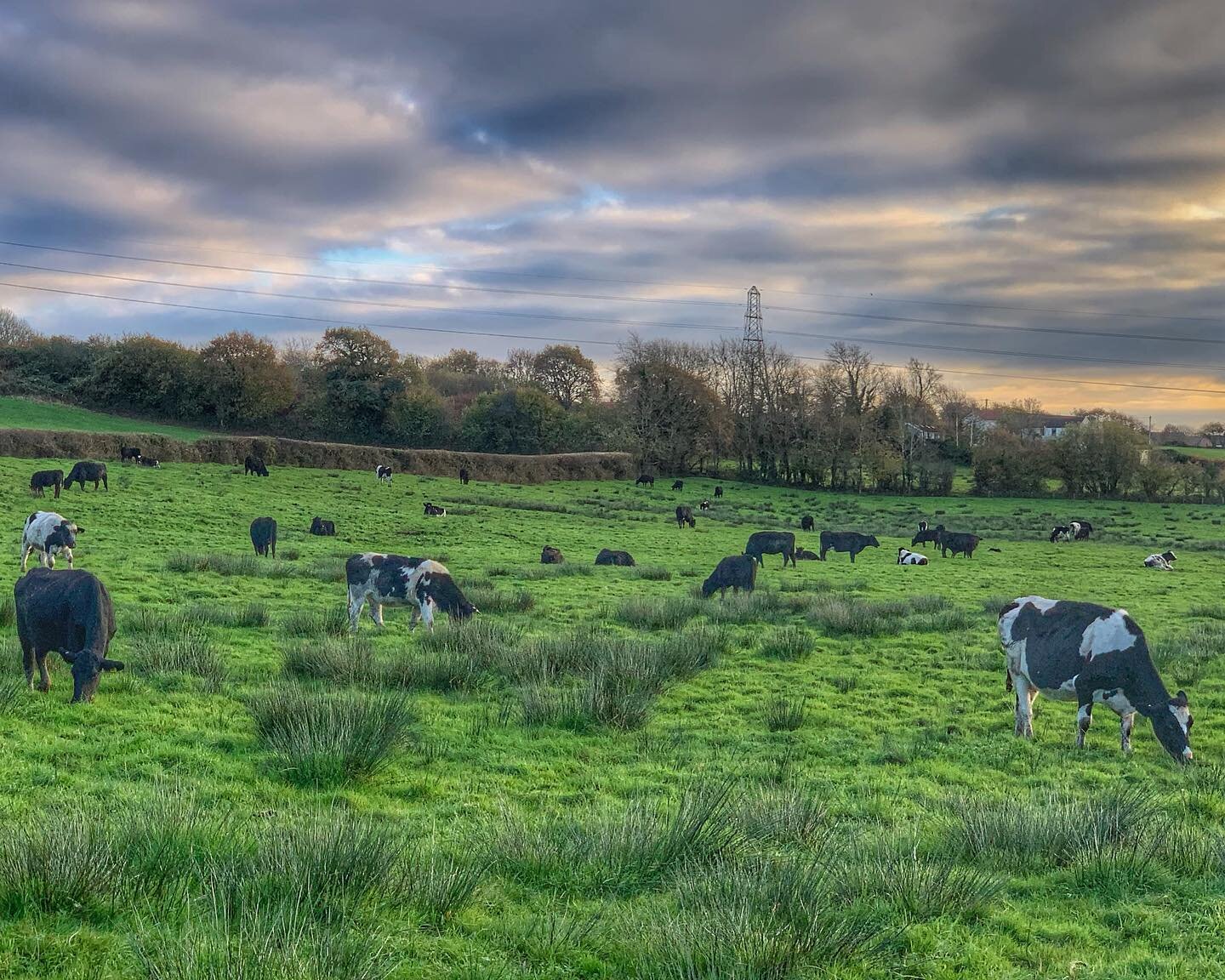 The wonderful Welsh Countryside. 🏴󠁧󠁢󠁷󠁬󠁳󠁿

⛅️🐄🐝🦆🐛👩&zwj;🌾🥛

#wearewelshfarming #backbritishfarming #sustainable #sustainableagriculture #wegrowgrass #regenativeagriculture #biodiversity