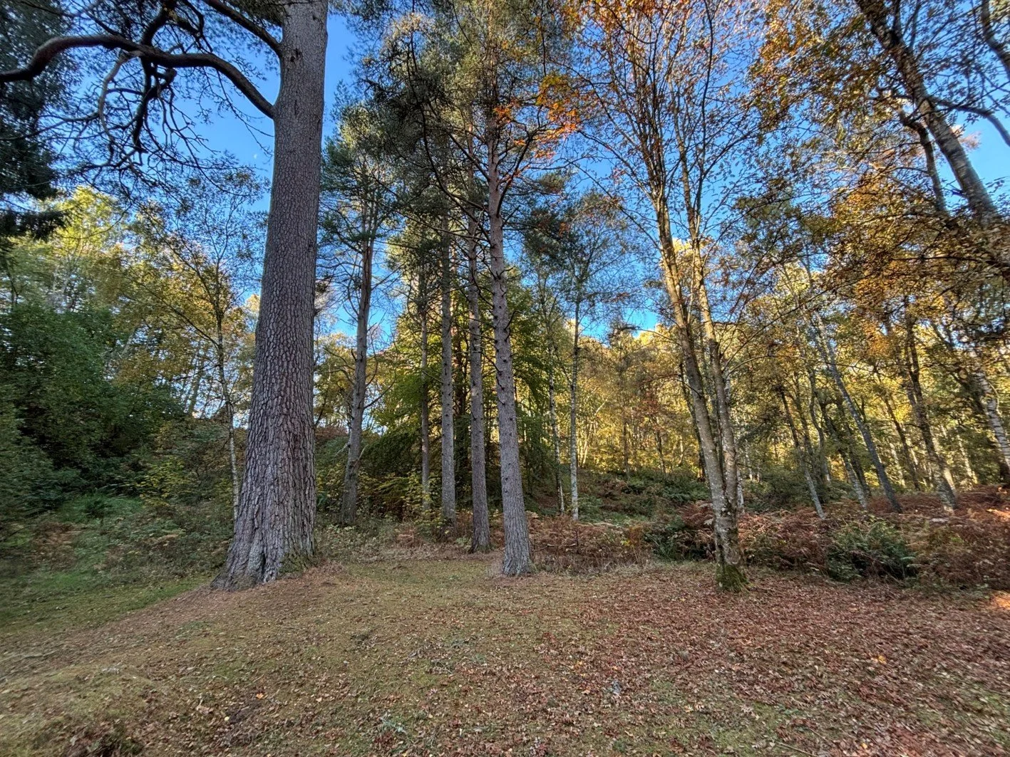 Ballogie House clearing trees 2_resized.jpg