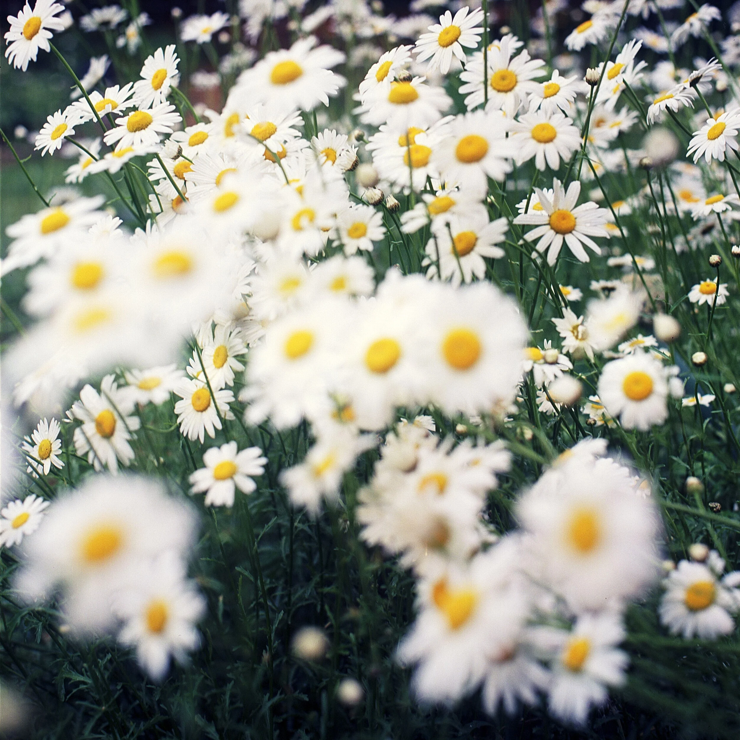 Anniversary Daisies