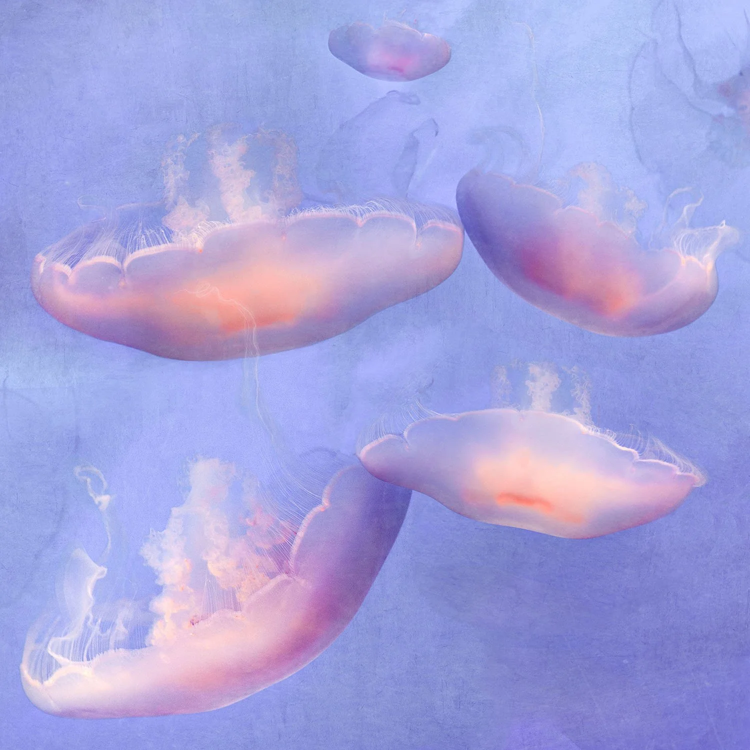 close up of 4 peach coloured jellyfish against a violet sea
