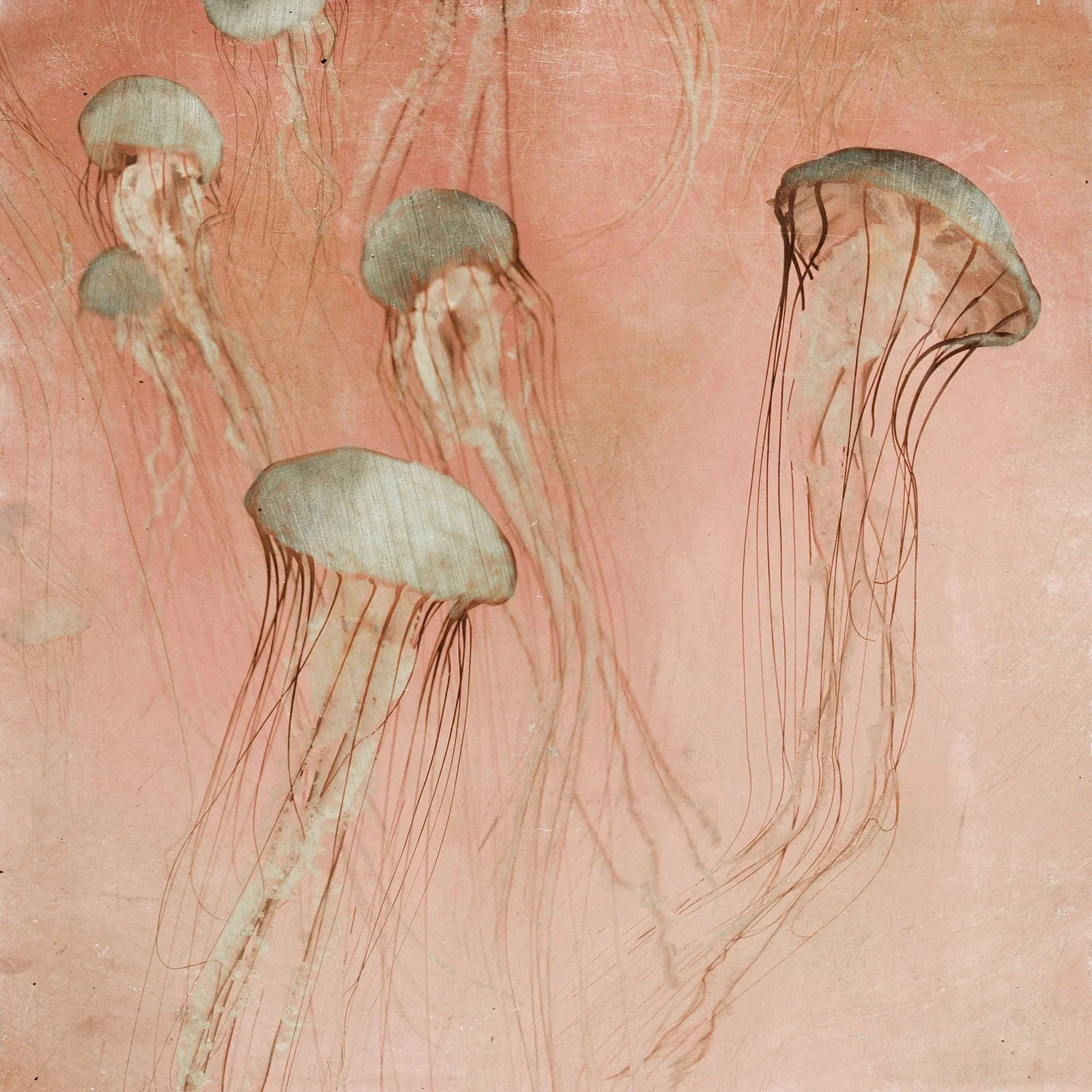 soft shapes of 5 olive grren jellyfish floating in umber coloured acoean