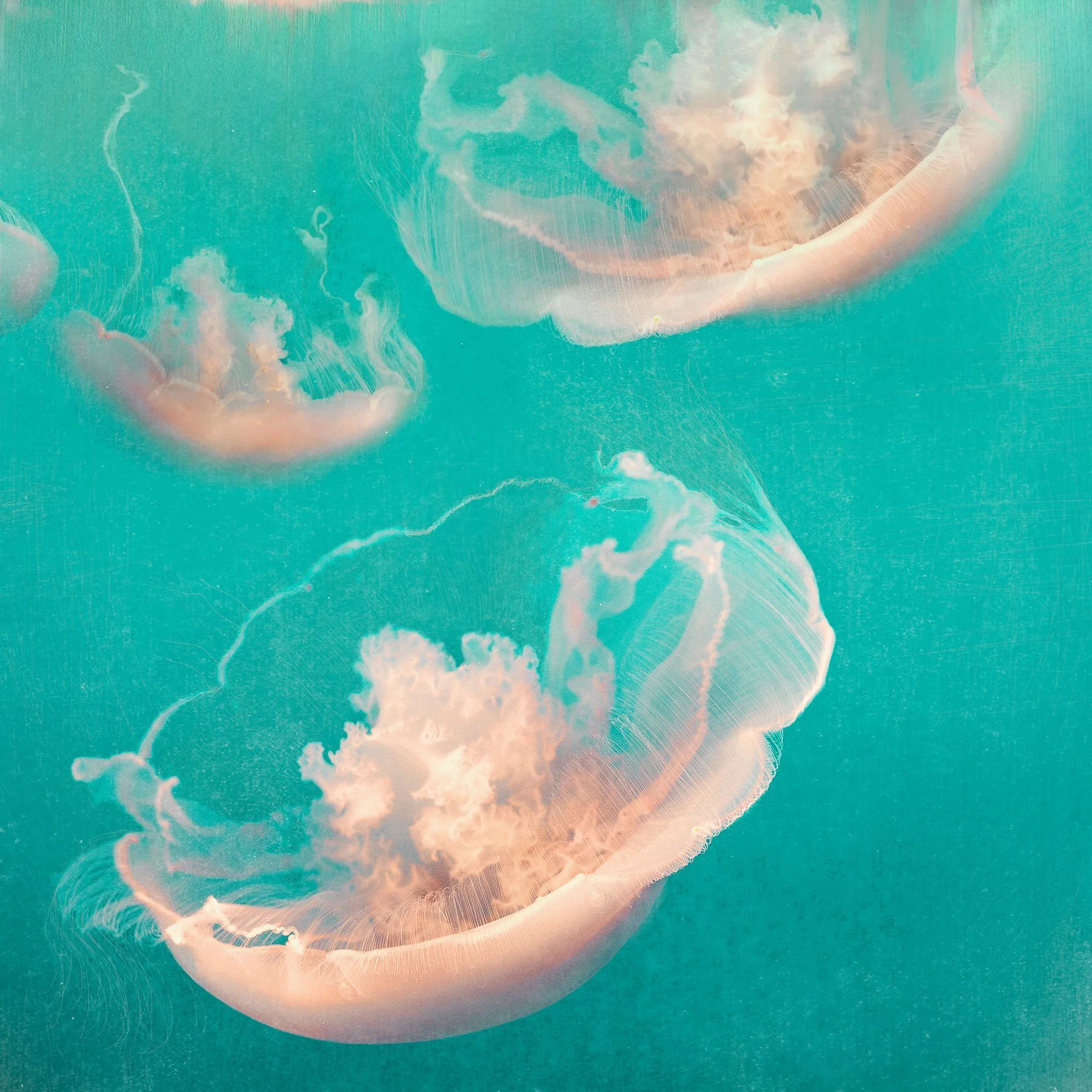 3 peach coloured jellyfish float in emerald green sea