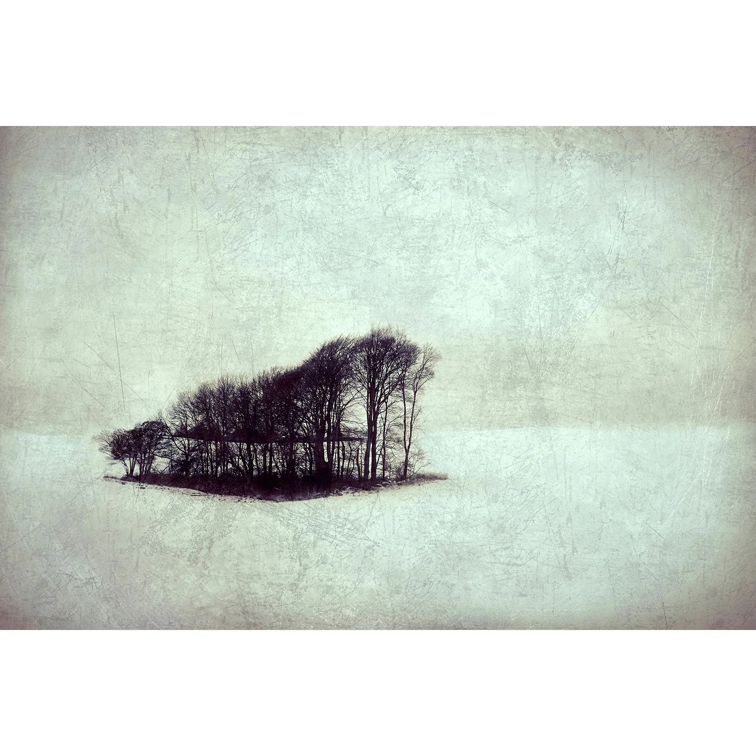 artists print by nadia attura - silhouetted trees in snowy  landscape