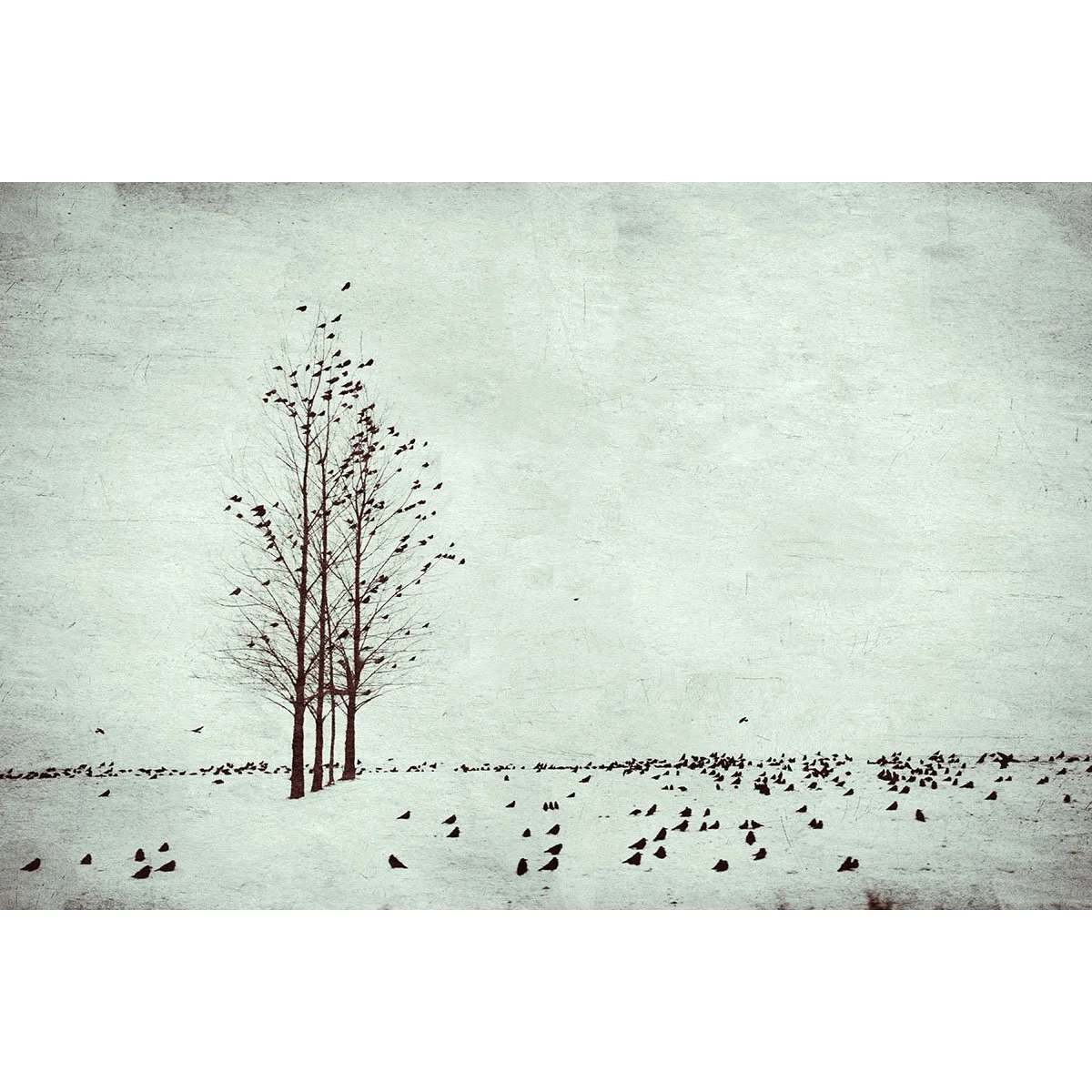 limited edition print showing winter trees silhouetted with birds feeding on ground below